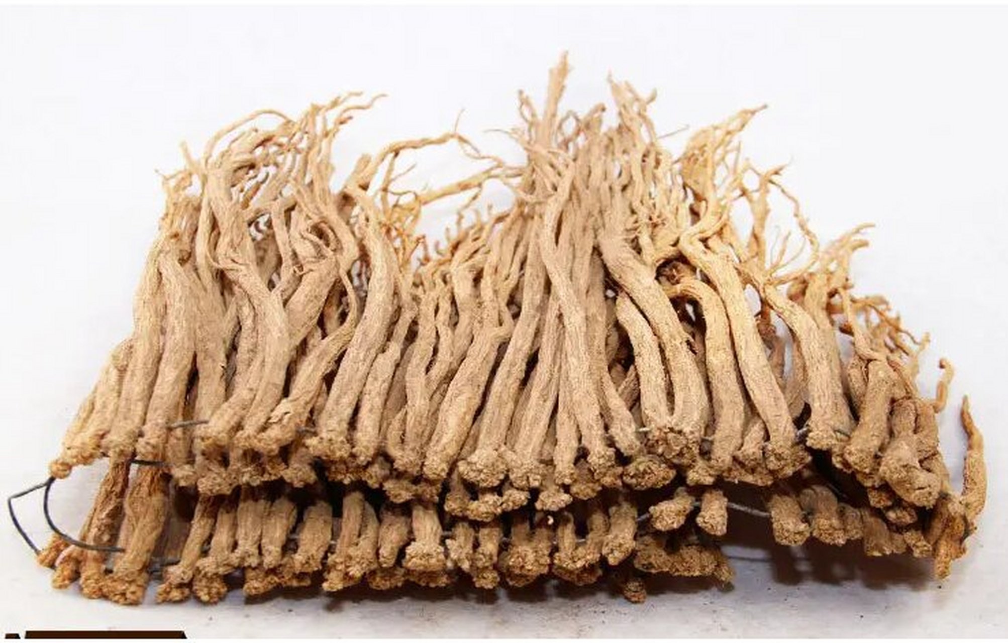 岷归,纹党…甘肃出产10大道地中药材盘点!