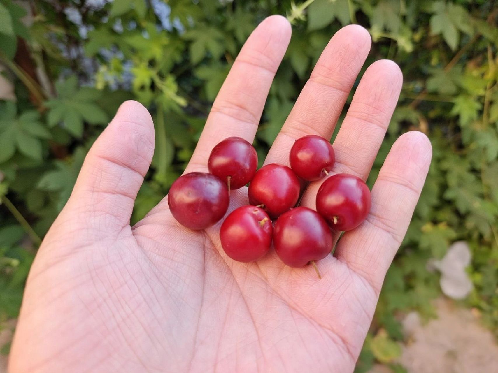欧李,也叫钙果,吃上去酸甜多汁,香味浓郁