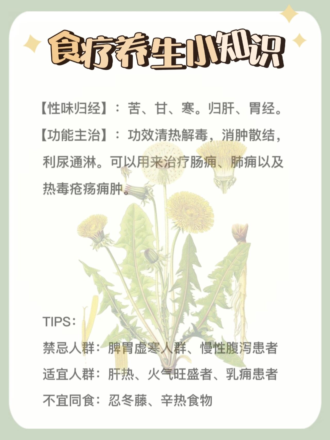 蒲公英归经图片