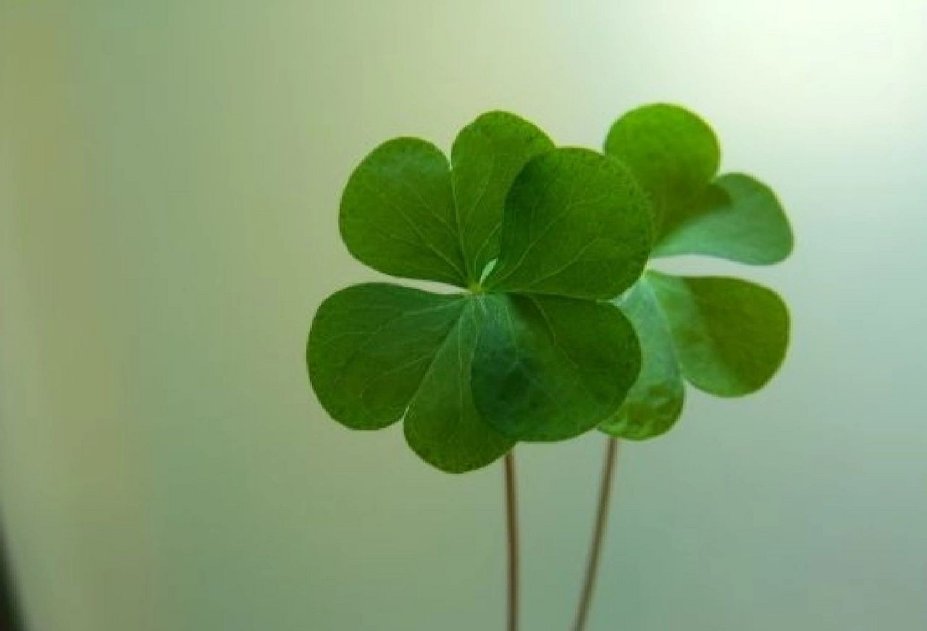 看到必有好事发生959595 四叶草是车轴草属植物(包括三叶草属和