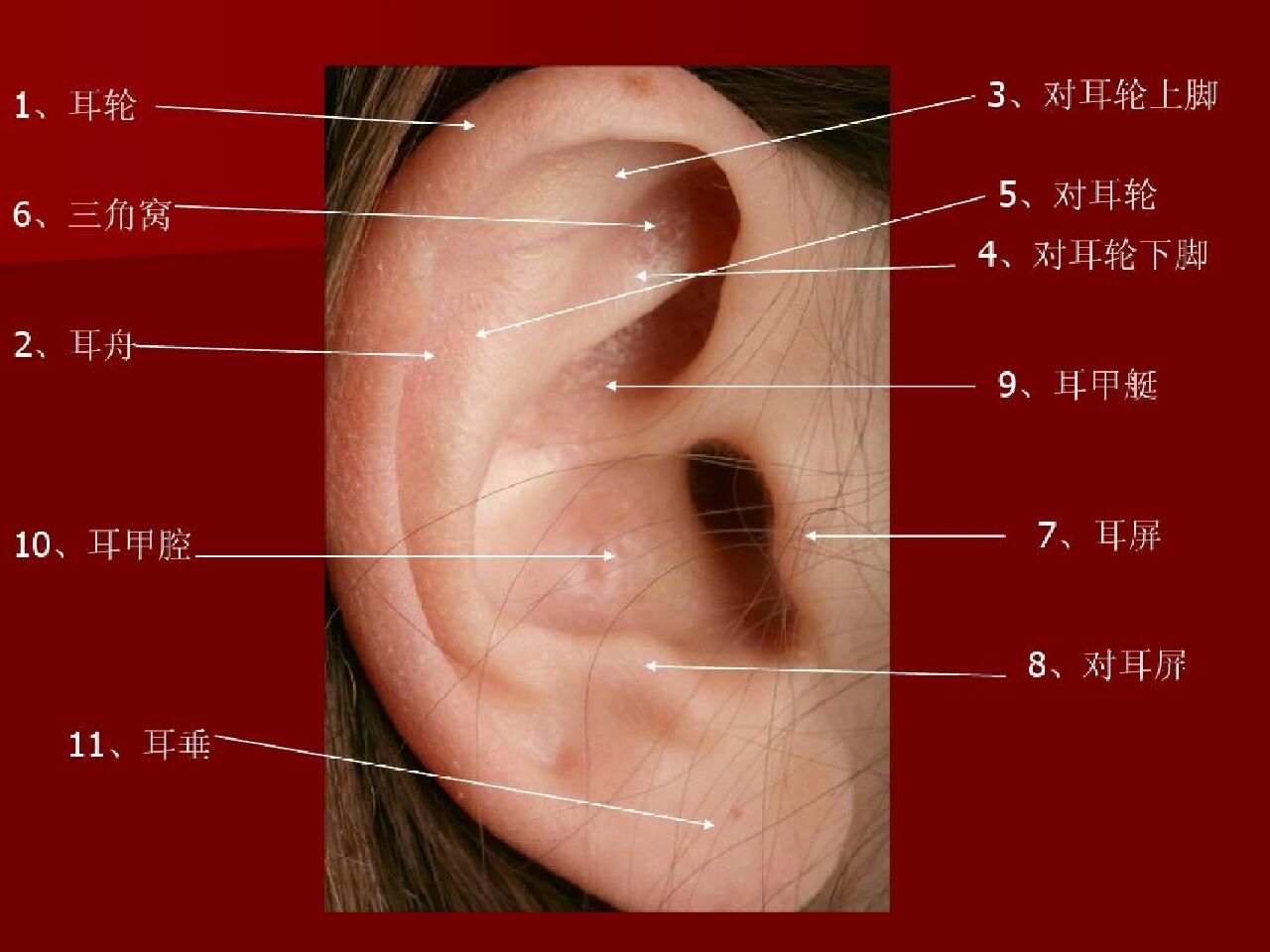 外耳廓在哪个位置图片图片