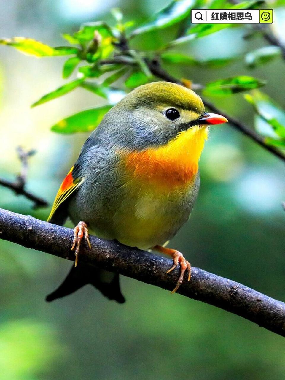 🪺中文名:红嘴相思鸟 🪹别名:相思鸟,红嘴玉,五彩相思鸟,红嘴鸟