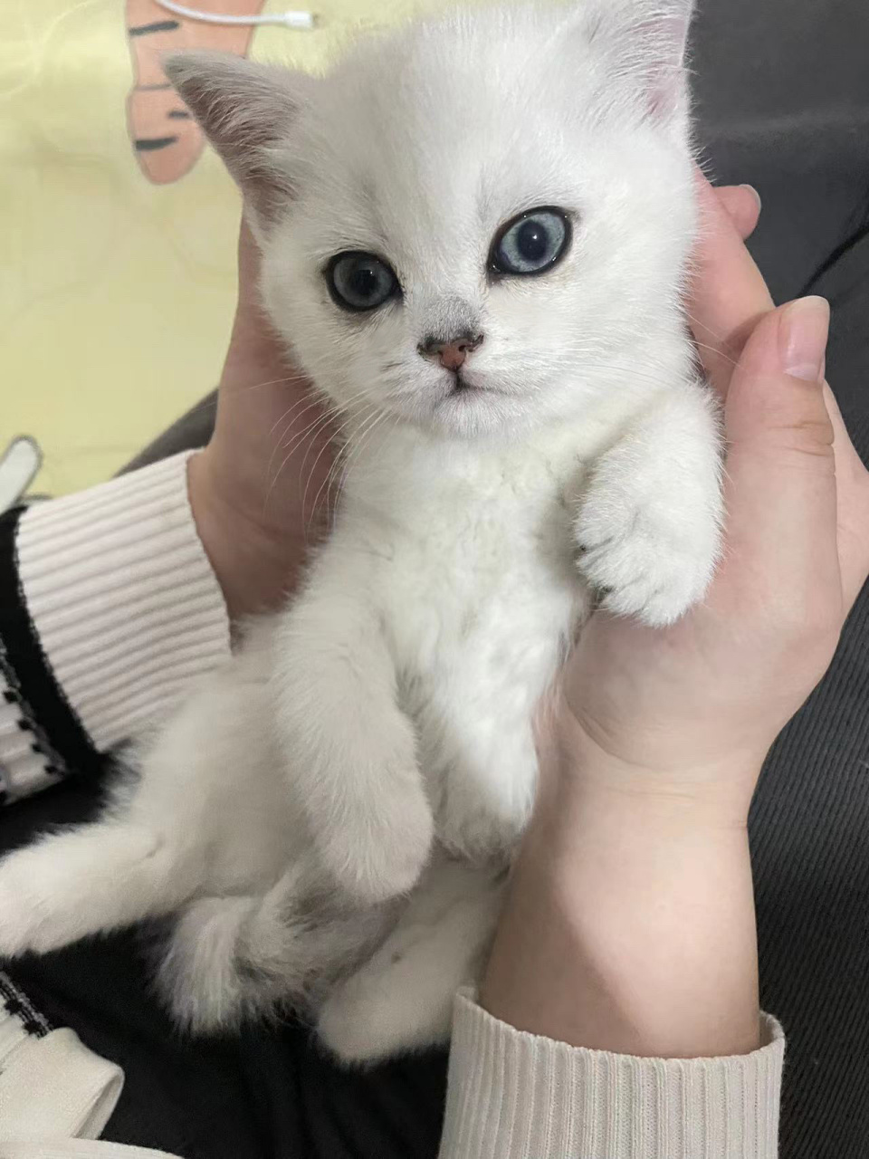 不到两个月的银渐层猫妹妹欧,图三是猫爸爸.想要的评论或私信