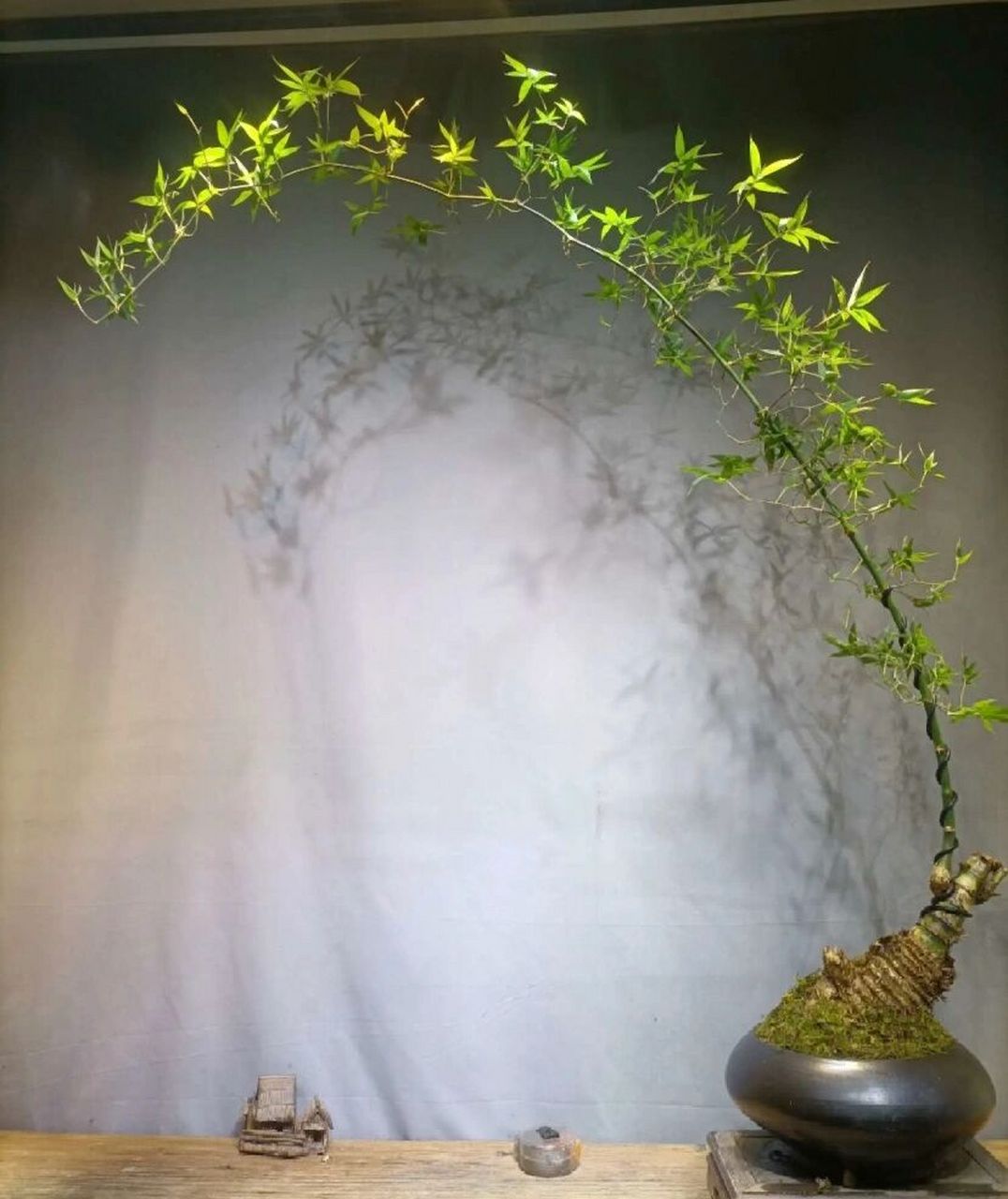 适合室内摆放的簕竹盆景,很好养