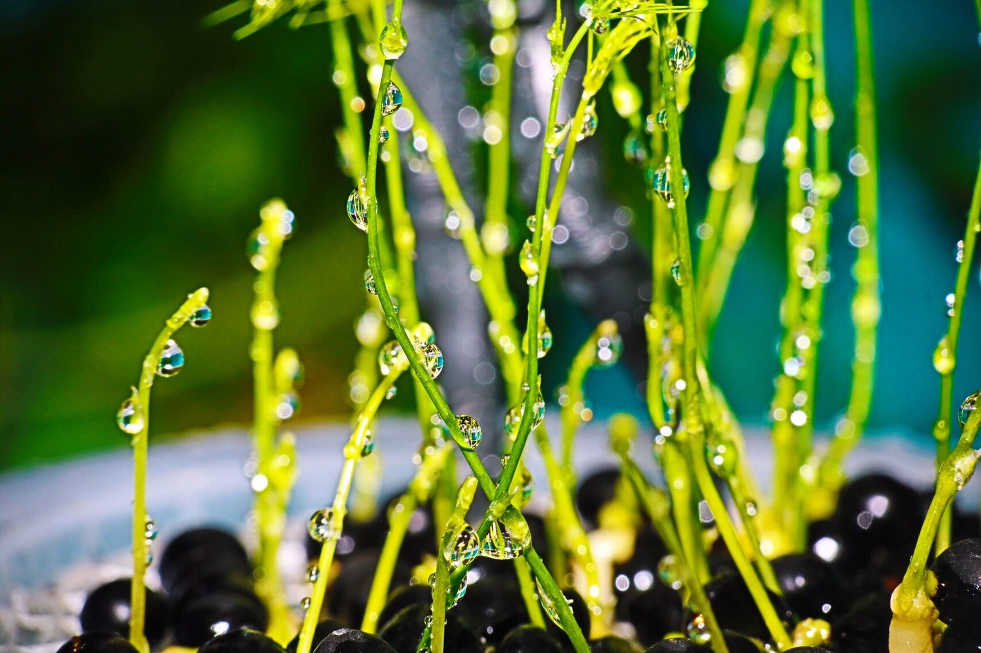 97文竹97 1,文竹,每年的3～5月份是文竹的播种季节,某宝,某多会有