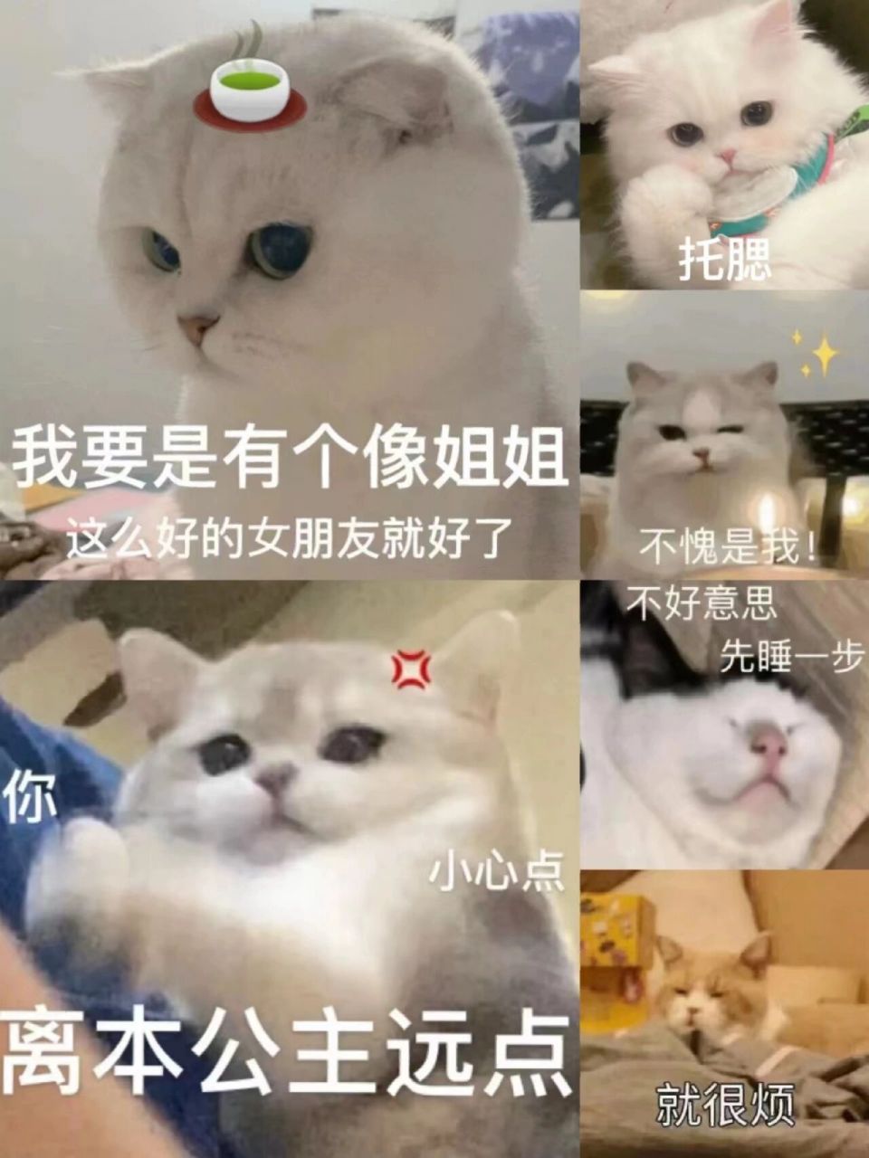 表情包|v我50,送你一只绿茶喵 周四周四,即将放肆 天选打工人继续上班