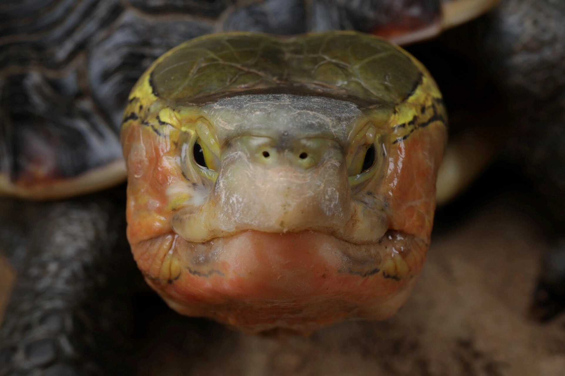 蒋氏大头龟 来自安徽合肥大佬蒋三刀的大头乌龟肌肉感满满