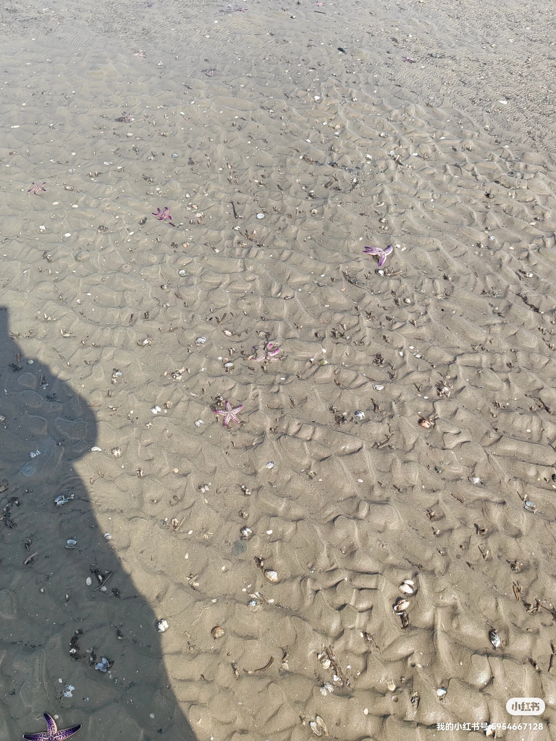 分享一下唐岛湾赶海圣地