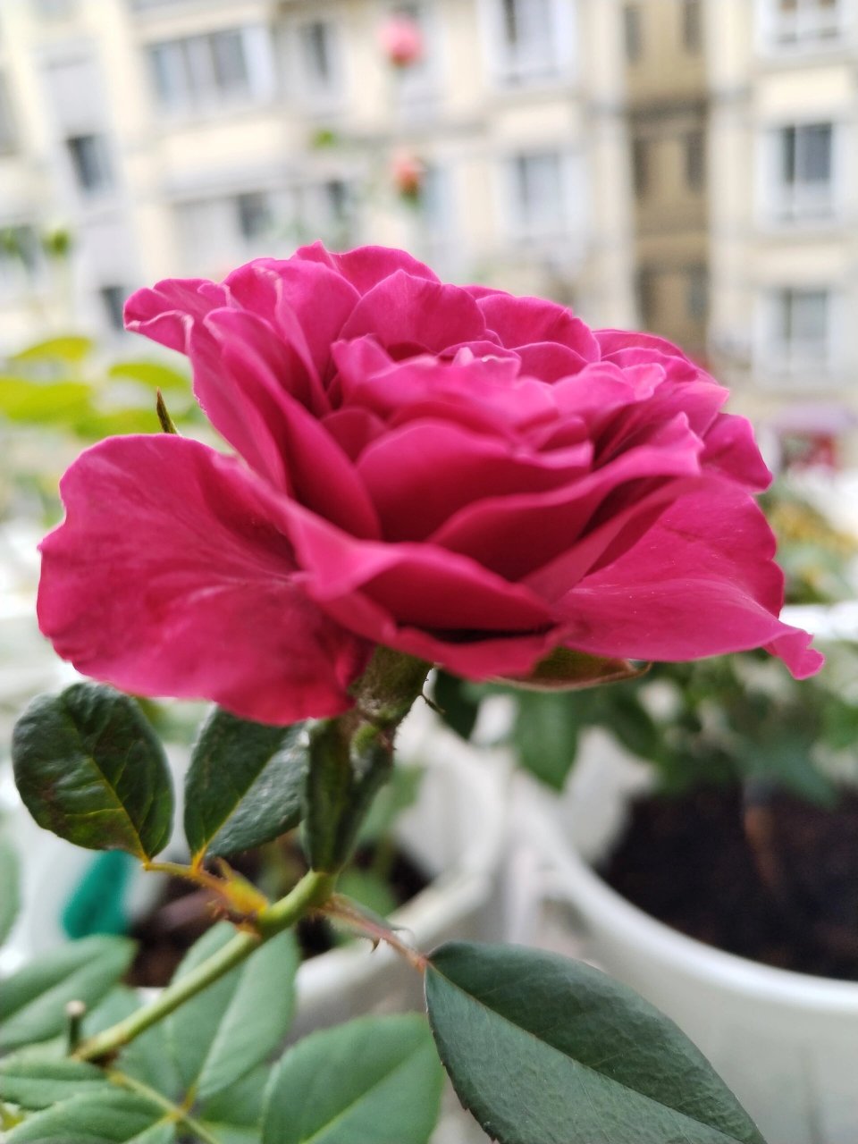 珍贵时刻 | 月季 复古紫色,比较魅惑.