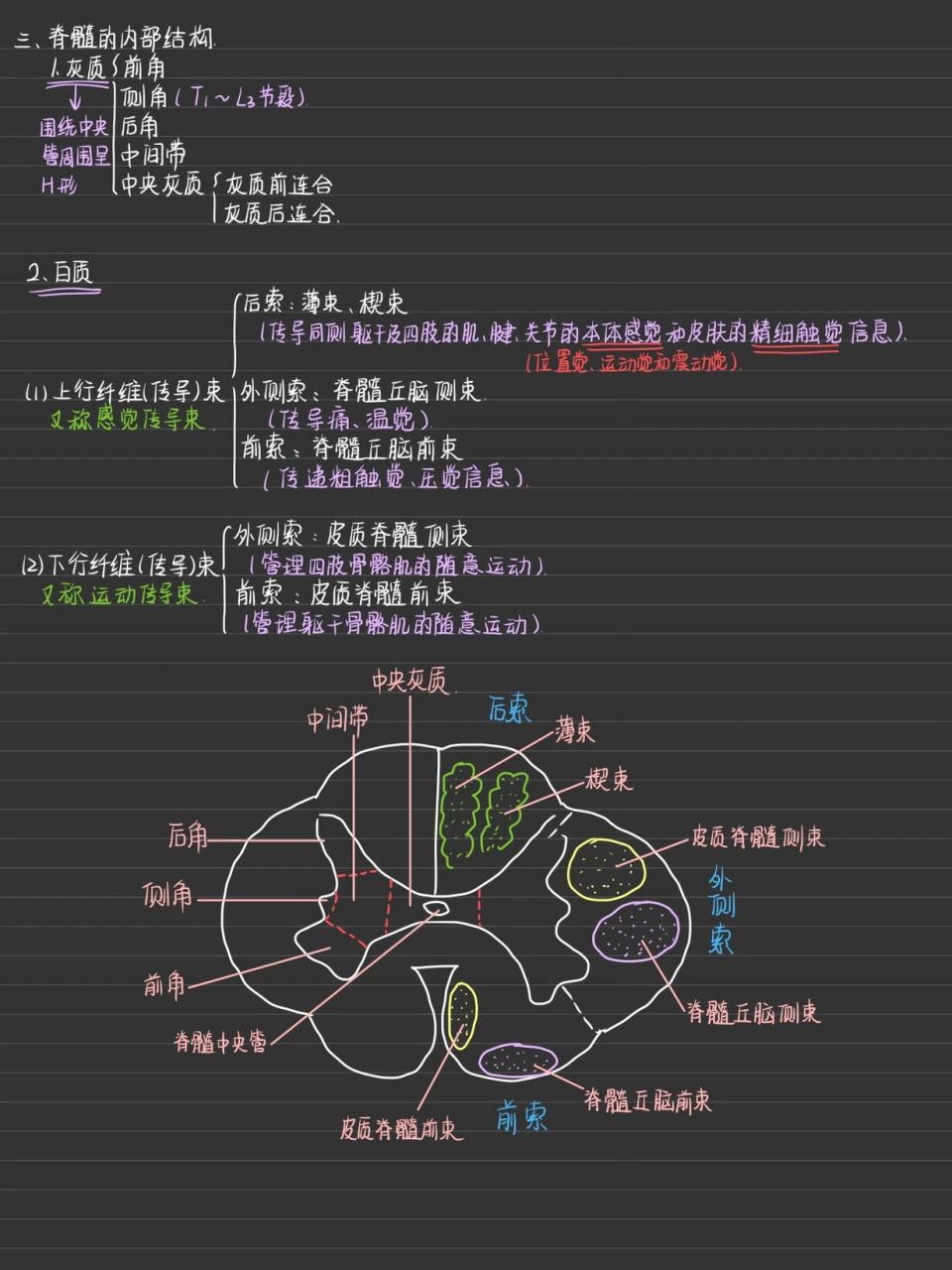 系统解剖学笔记图片