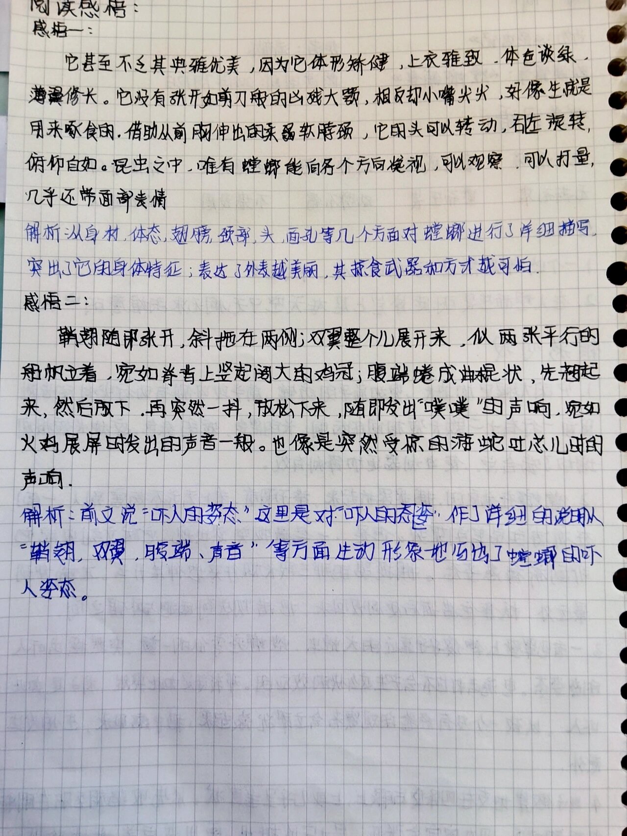 昆虫备忘录螳螂作文图片