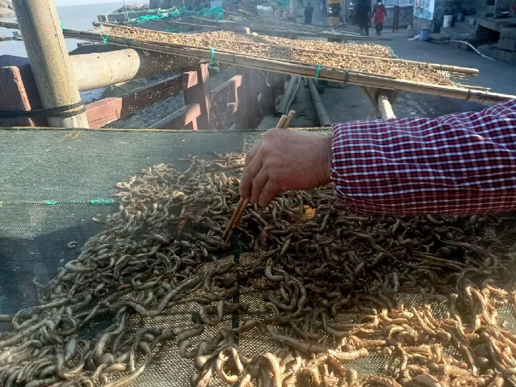 福鼎特产 海蜈蚣顾名思义就是生活在大海中的蜈蚣,通过海蜈蚣图片就会