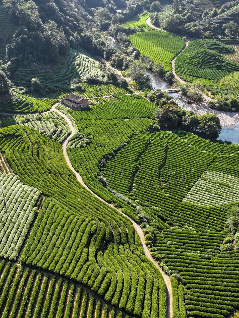 武夷山茶山之旅|一场与自然的亲密接触 95 武夷山一座融合了自然