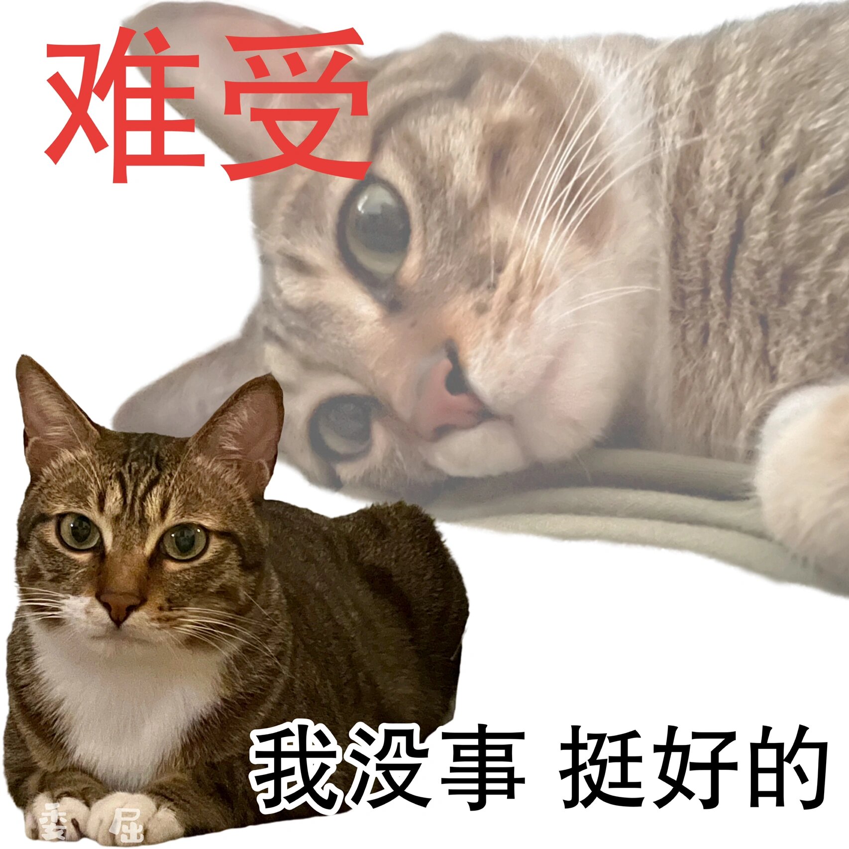 猫猫假装坚强表情包 我没事 挺好的08