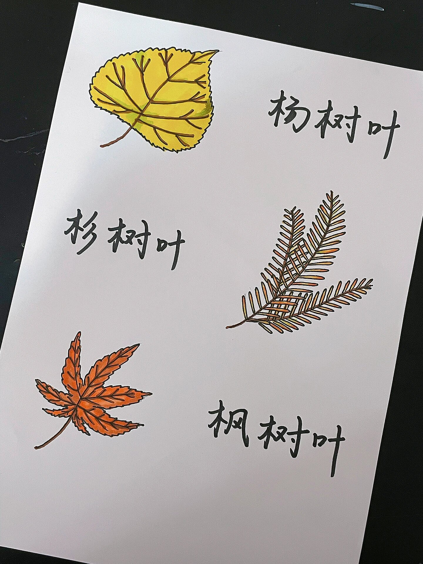 自然科普|陪孩子认识秋天常见树叶94