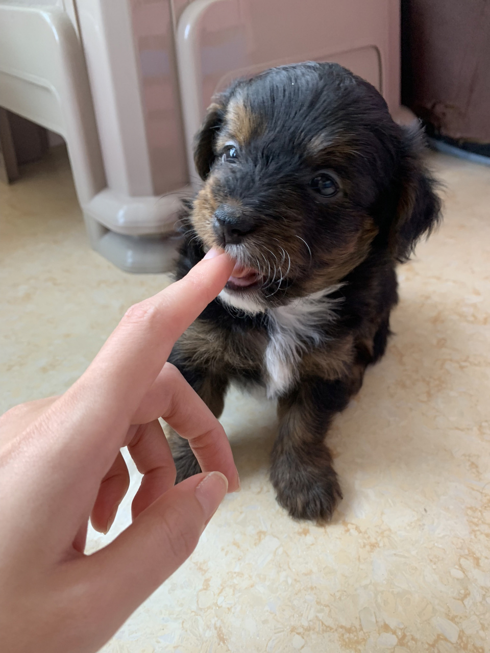 第三十九天:泰迪柯基串串 1.