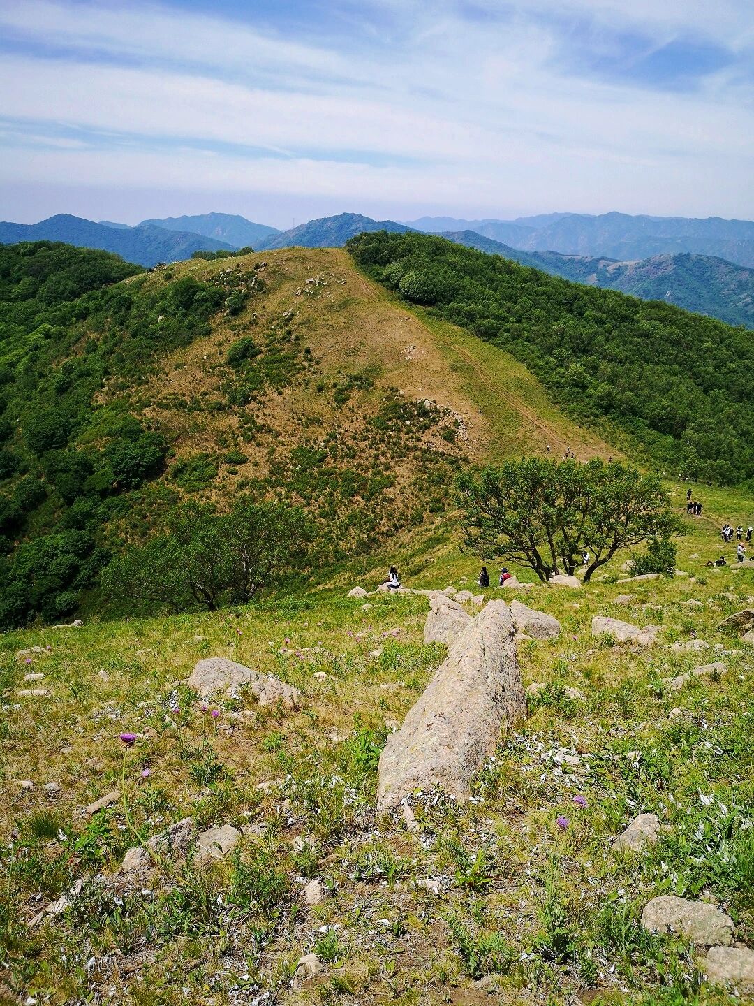 绝美!封山五年的海坨山大草甸终于开放了