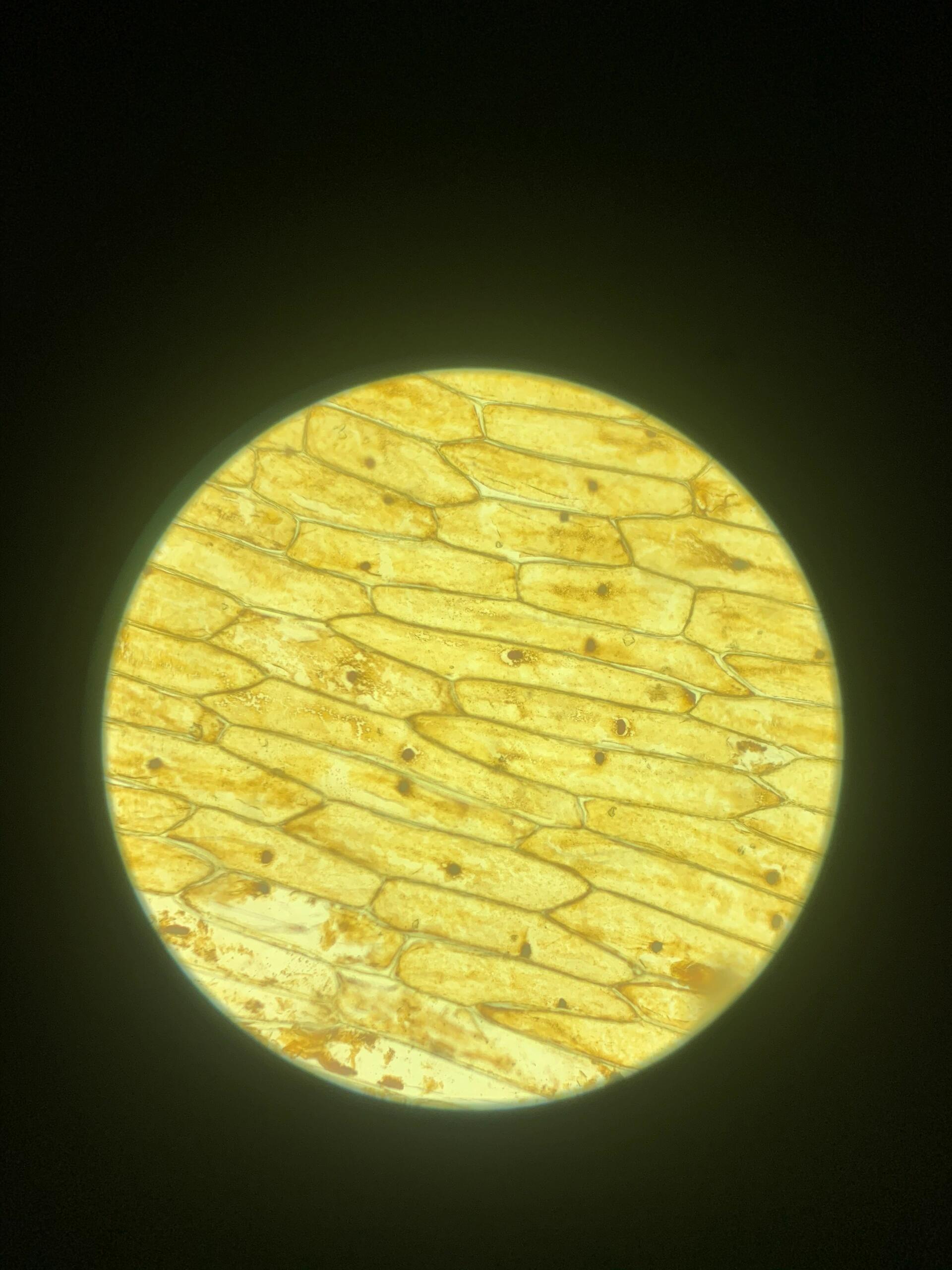 洋葱内表皮细胞质壁分离 班里学生制作装片时总是染不好色