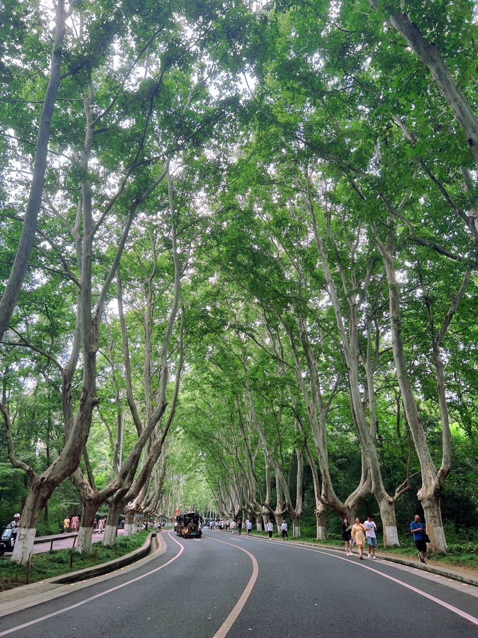 95"三号路依然长得没有尽头,梧桐荫还是枝繁叶茂.