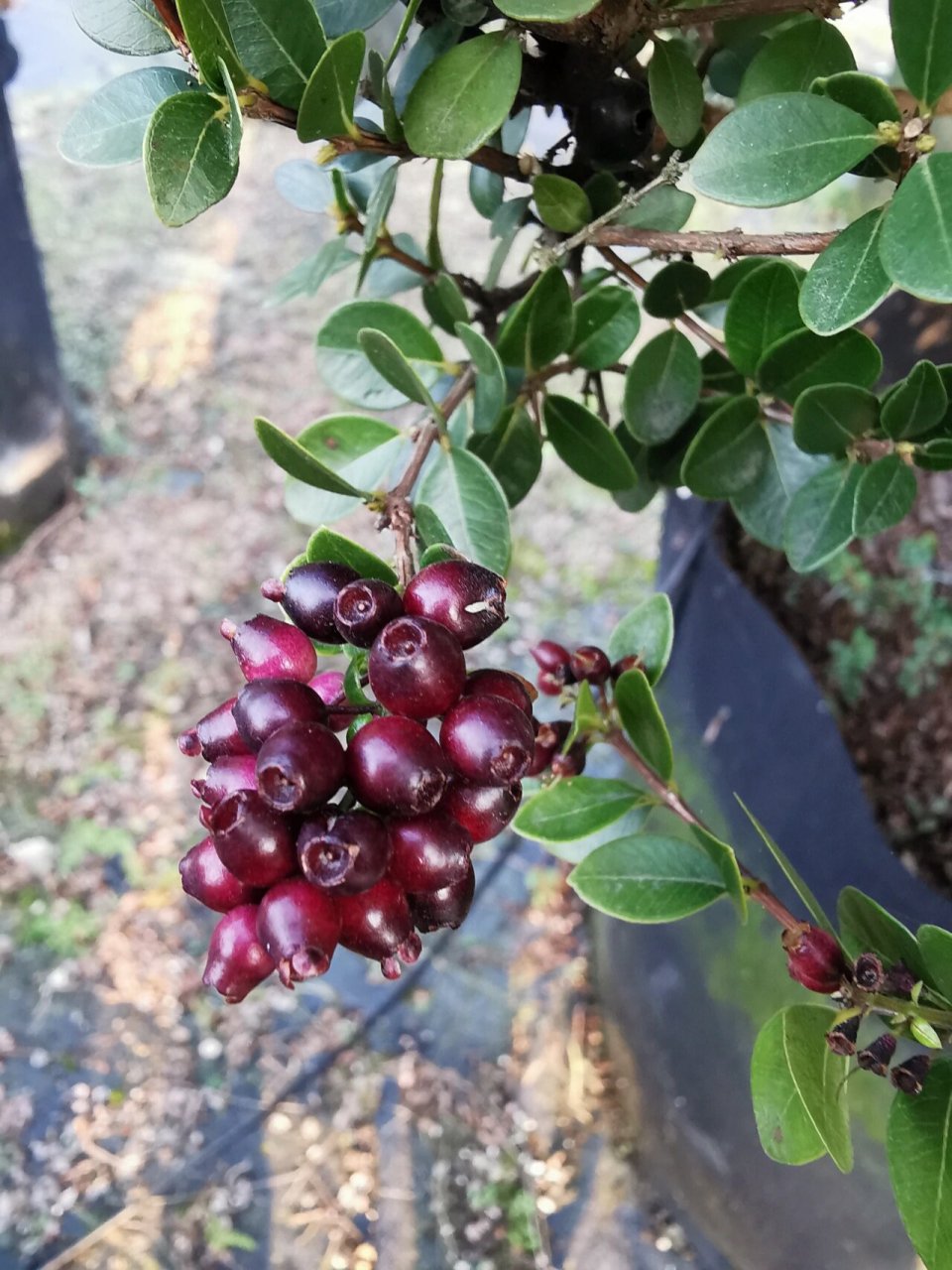 赤楠果=蓝莓? 赤楠果实跟蓝莓真的没什么区别