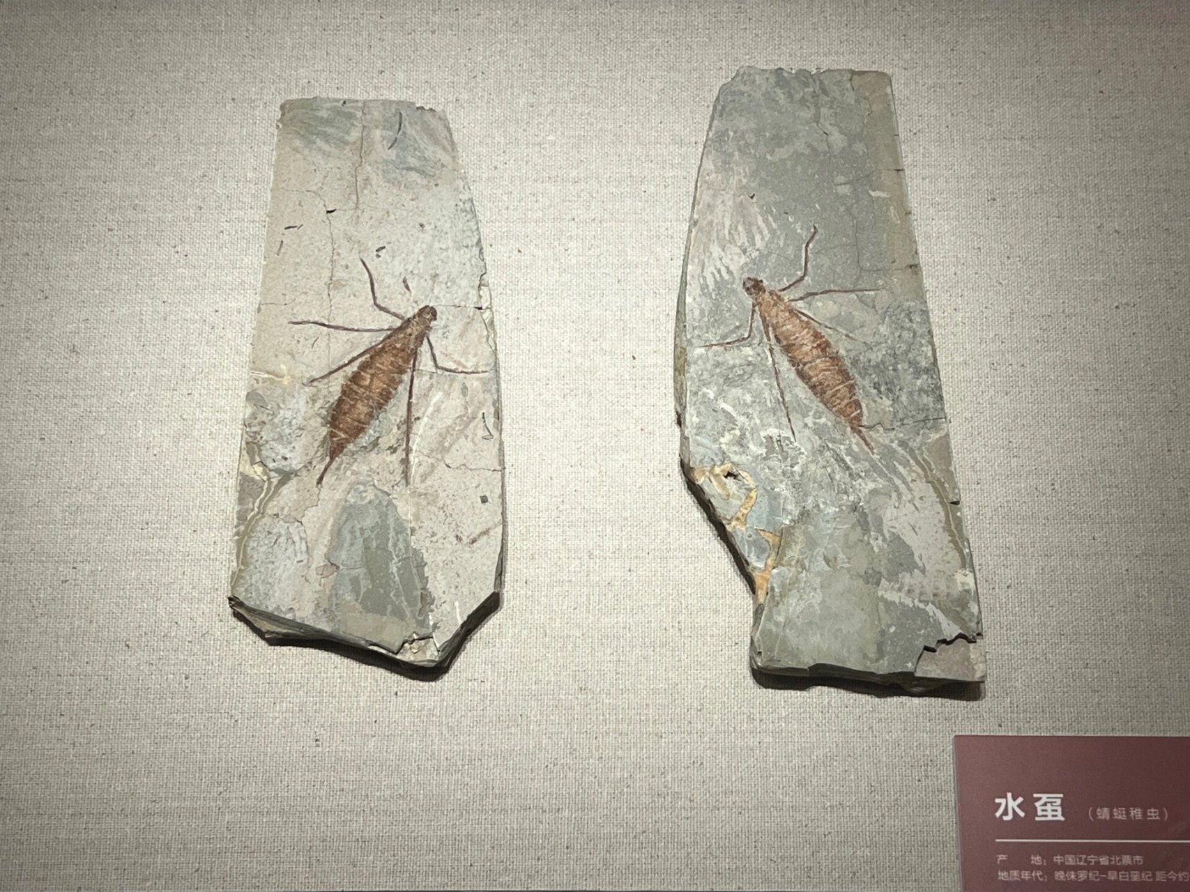 金华市博物馆 金华市博物馆,镇馆之宝:萤石球,直径1.82米,重9.