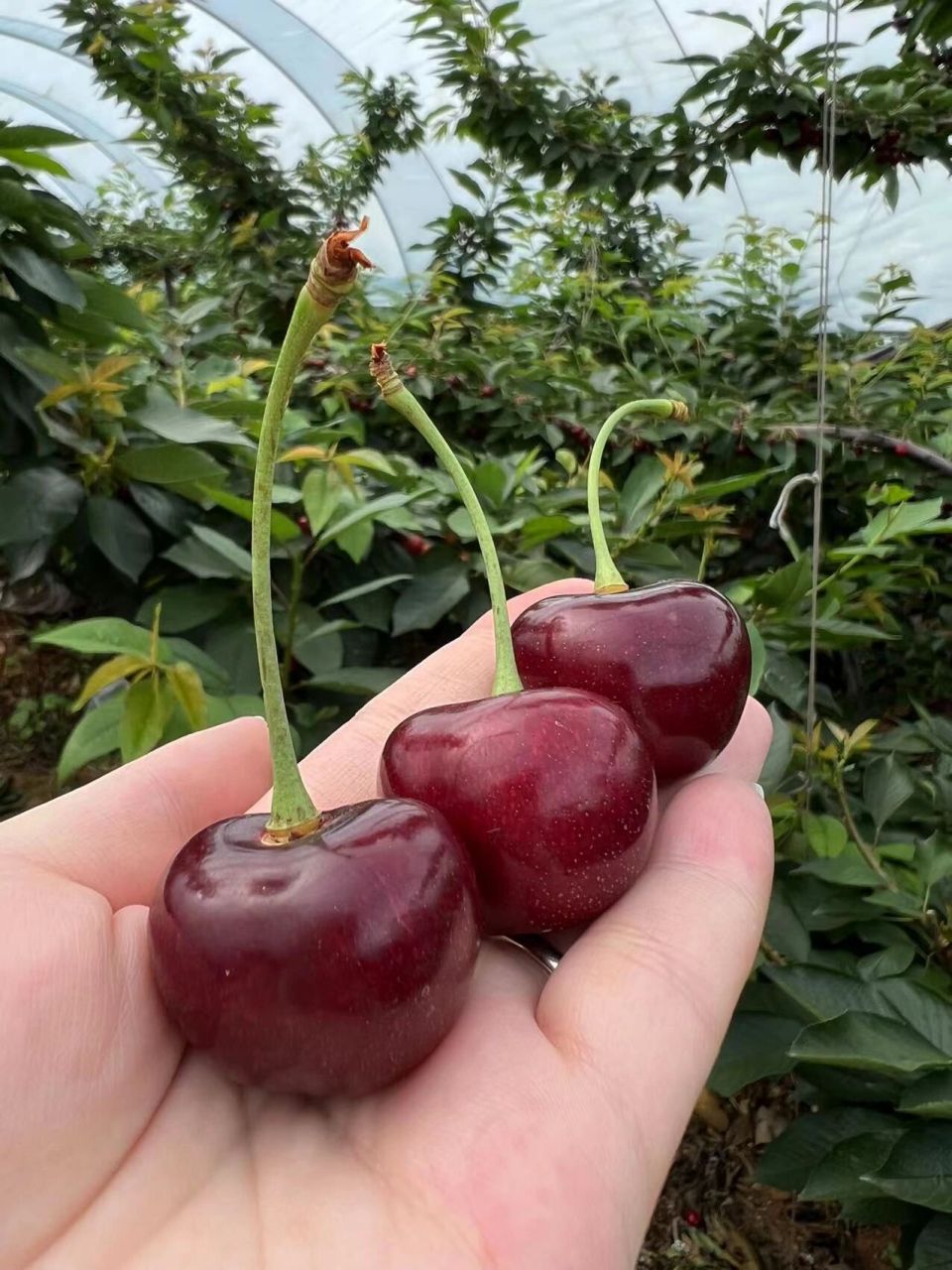 啥叫冰库71脆甜好吃到抠脚的就是冰库大樱桃 有小伙伴问我 啥叫冰库