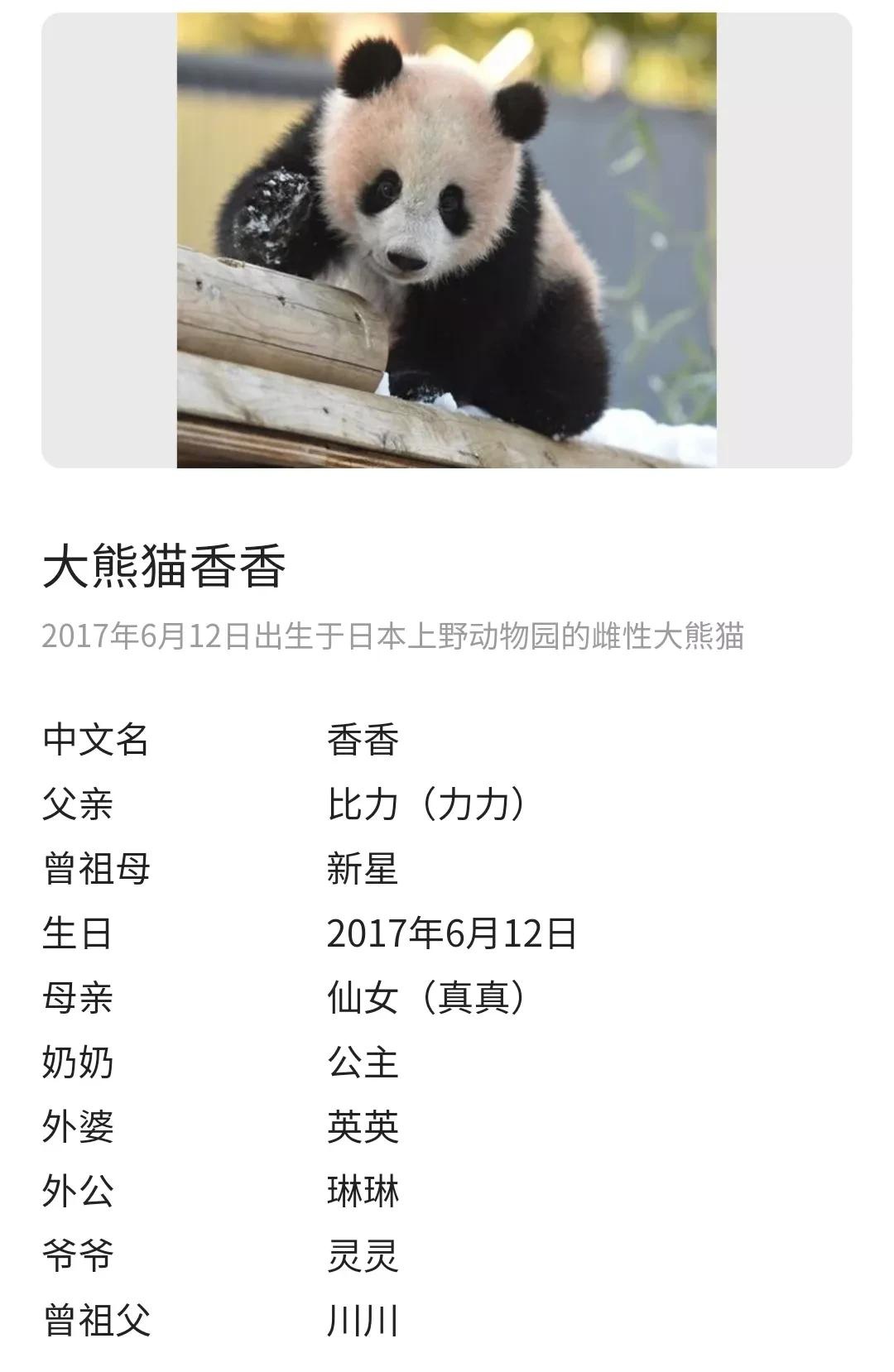 旅日大熊猫香香即将回国,日本游客排队告别