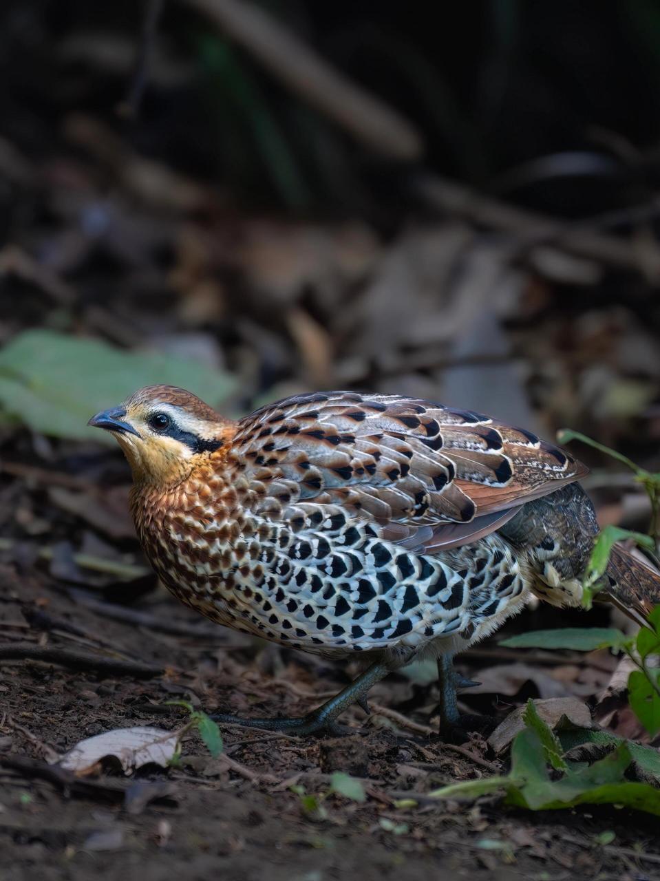 棕胸竹鸡 竹鸡,野生动物还是比家鸡好看,也更加野性,脸,喉皮黄白色