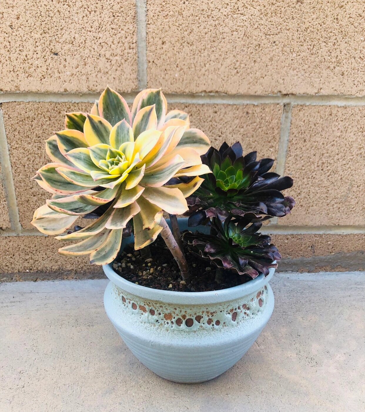 灿烂,景天科莲花掌属多肉植物,又叫花叶寒月夜,其叶片呈倒卵形,叶质较