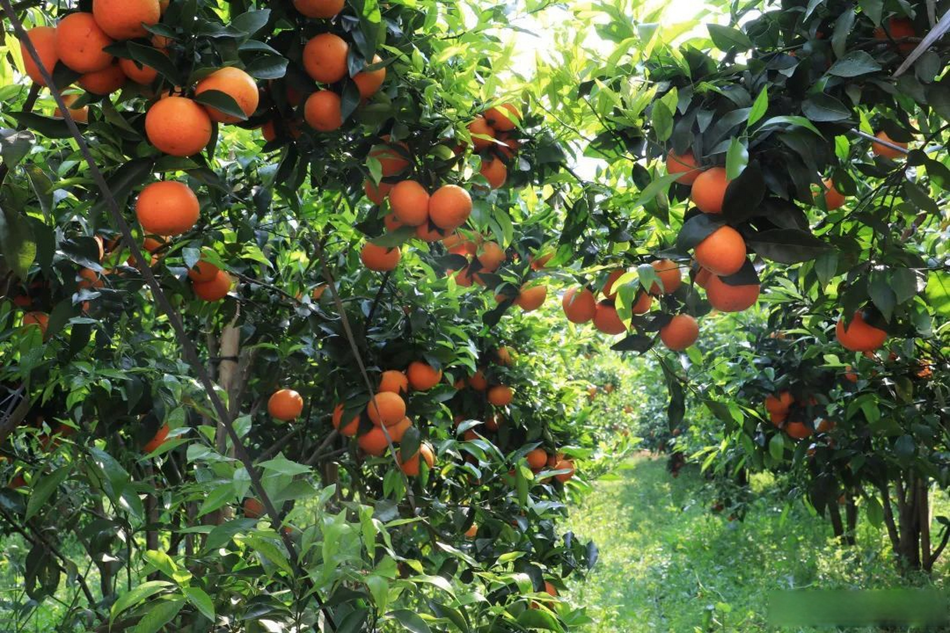 沃野千里,"柑"之如饴.