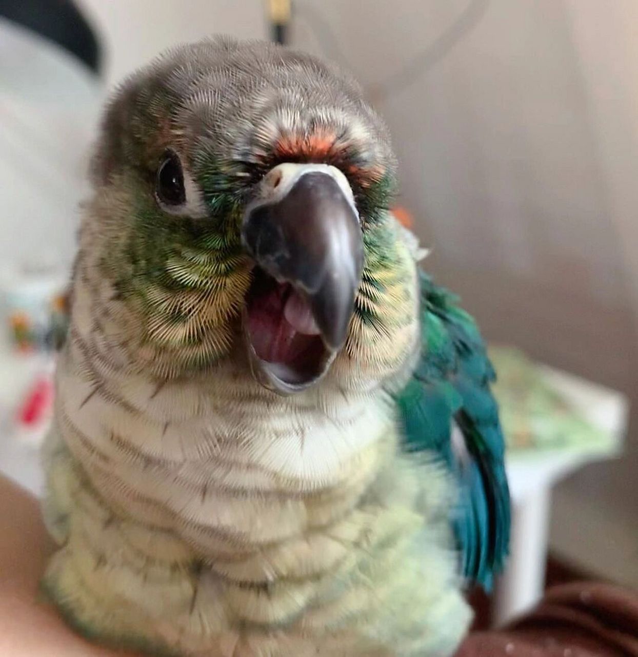 蓝化黄边小太阳