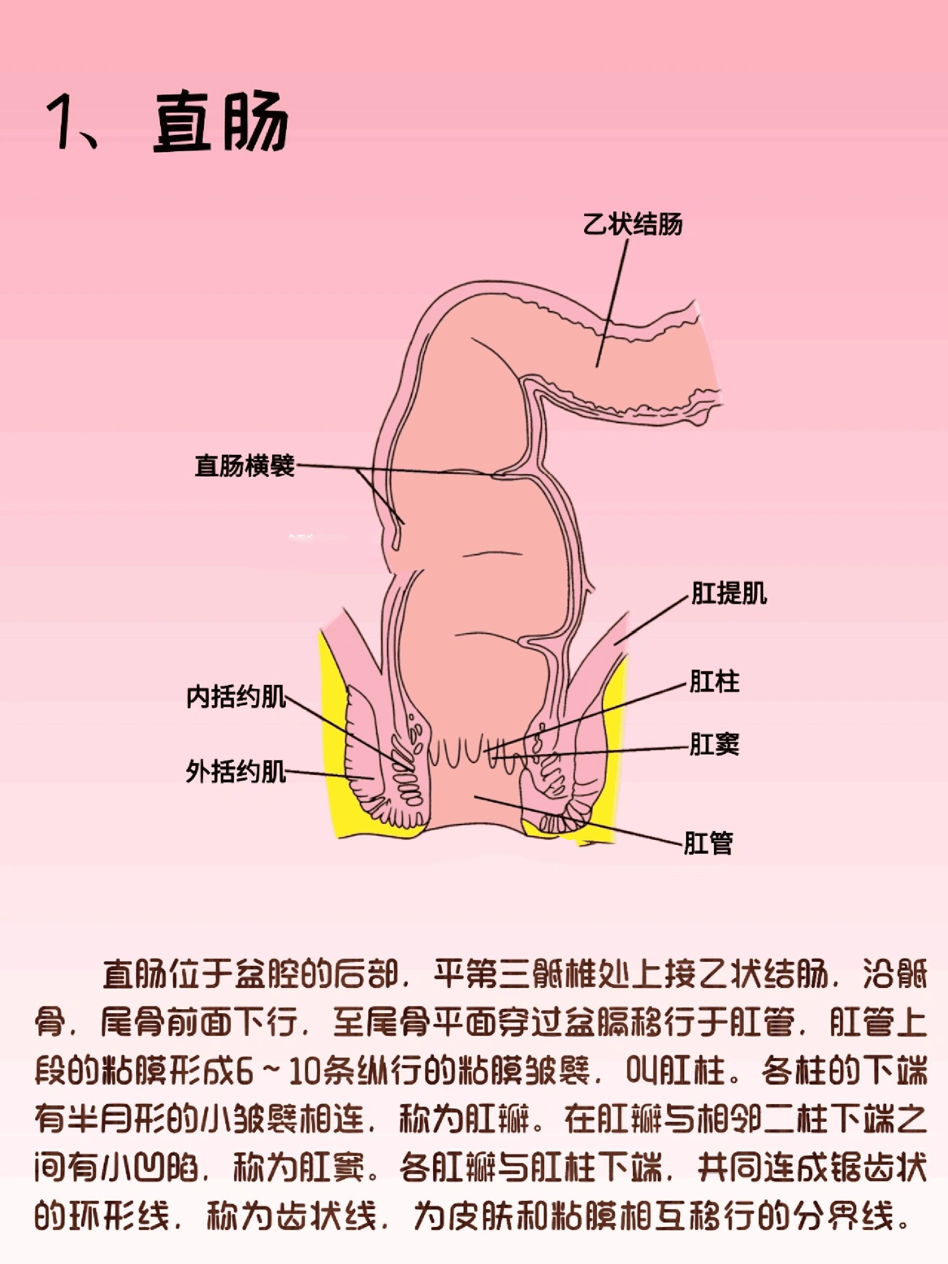 简介 直肠位于盆腔的后部