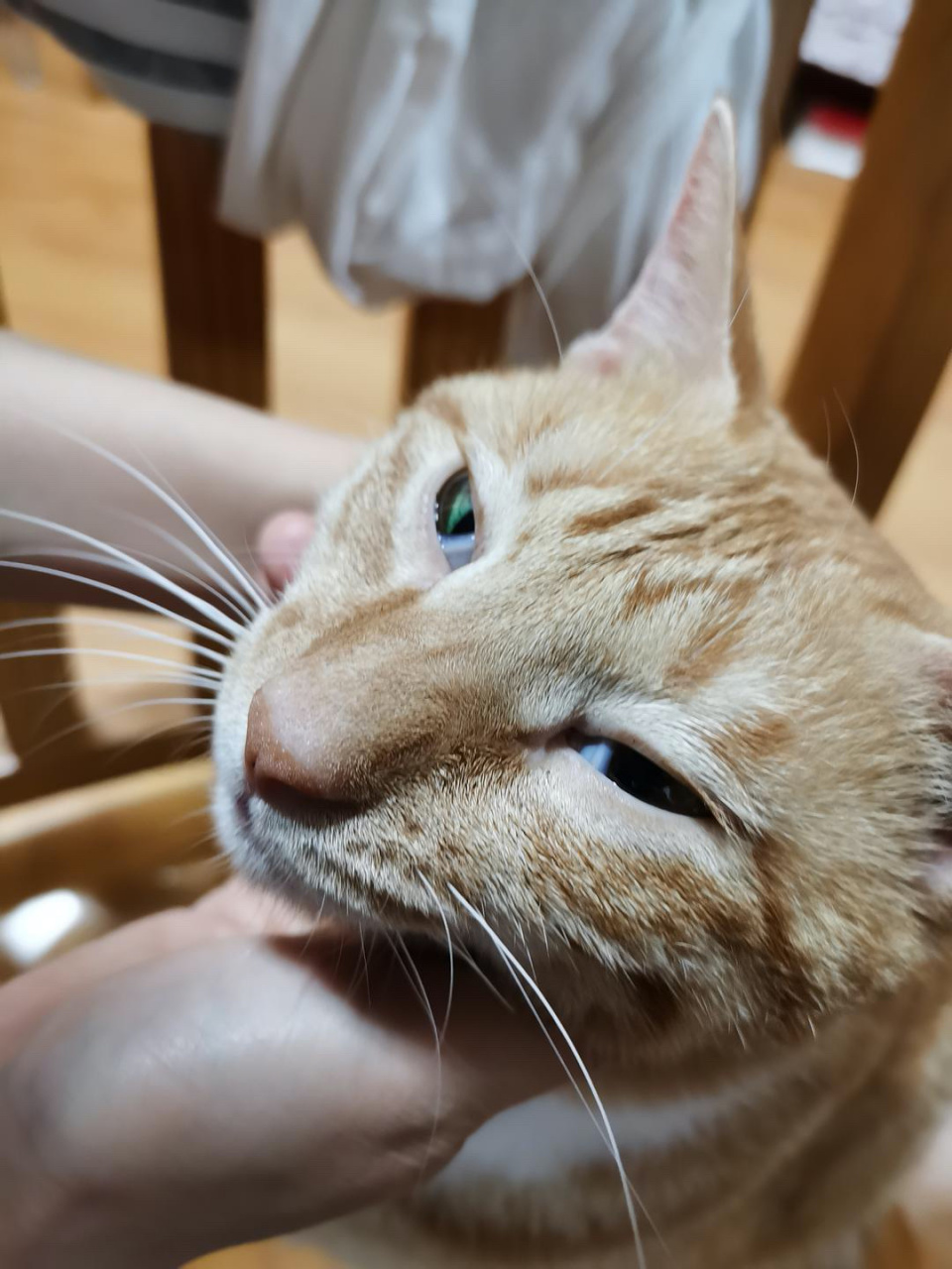 猫咪眼角露出"白膜",是樱桃眼吗?