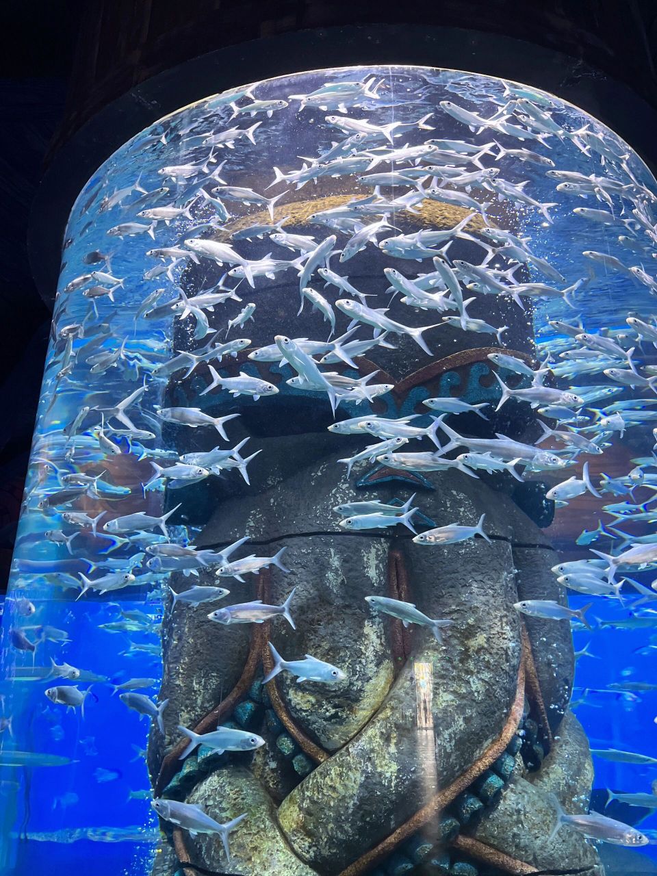 哈尔滨遛娃一定要去波塞冬海底世界!因为.   实在是太美啦!