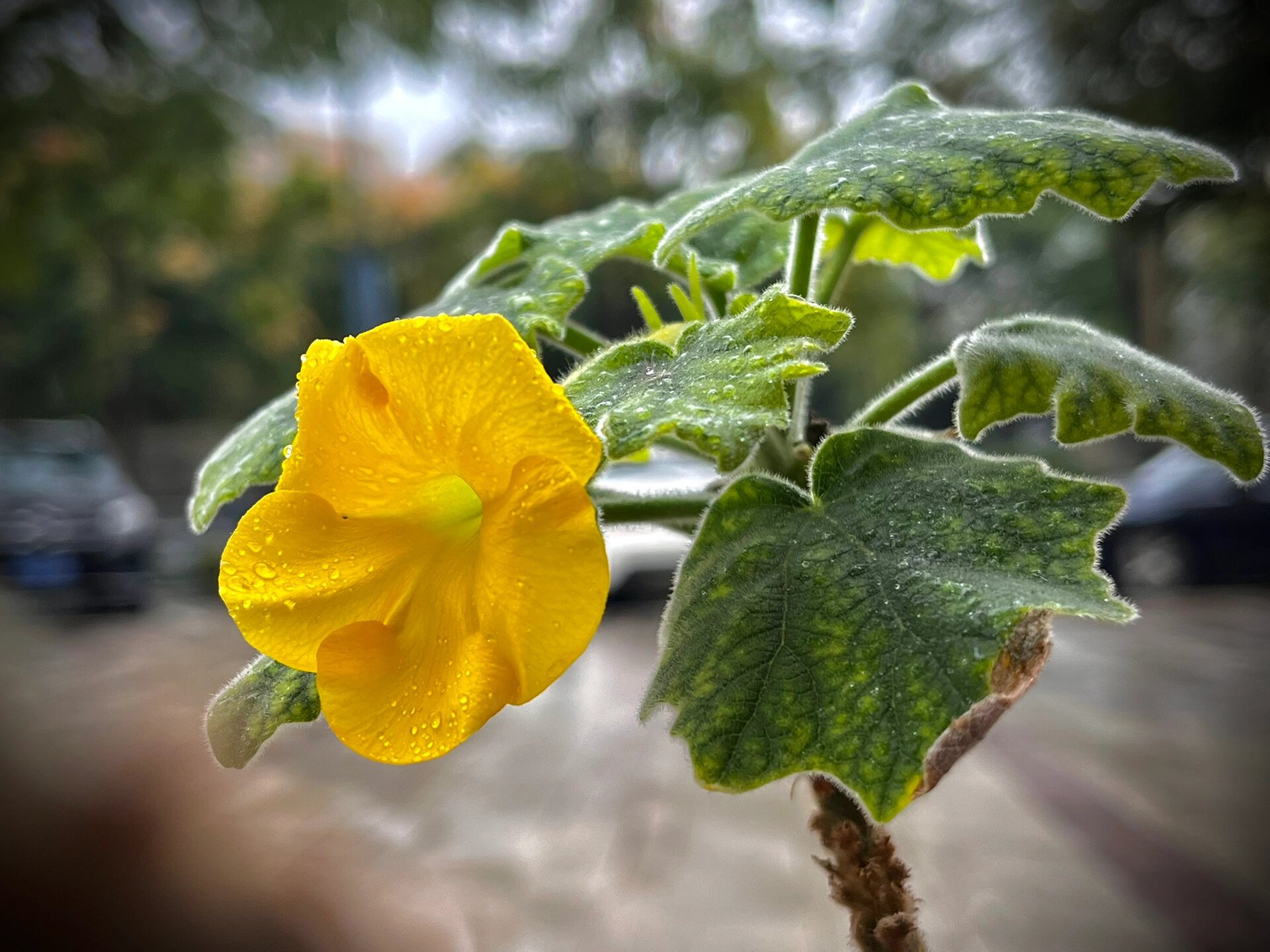 块根植物,安卡丽娜!