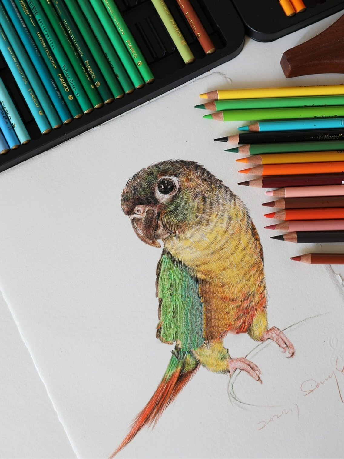 小太阳鹦鹉彩铅🎨超详细绘画步骤🦜附线稿