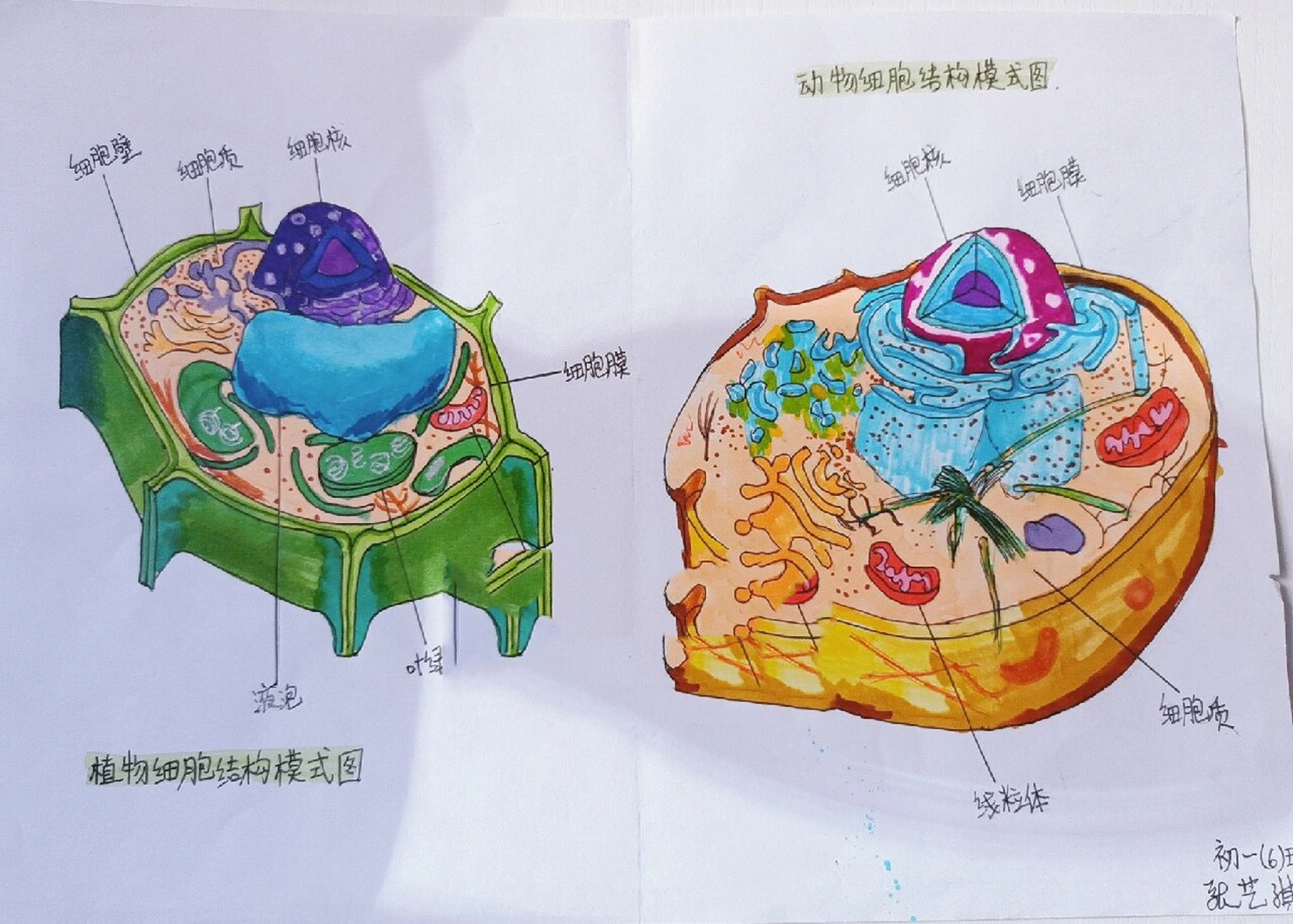 生物动植物细胞结构模式图 94快开学了,大家作业都写完了吗这个画完