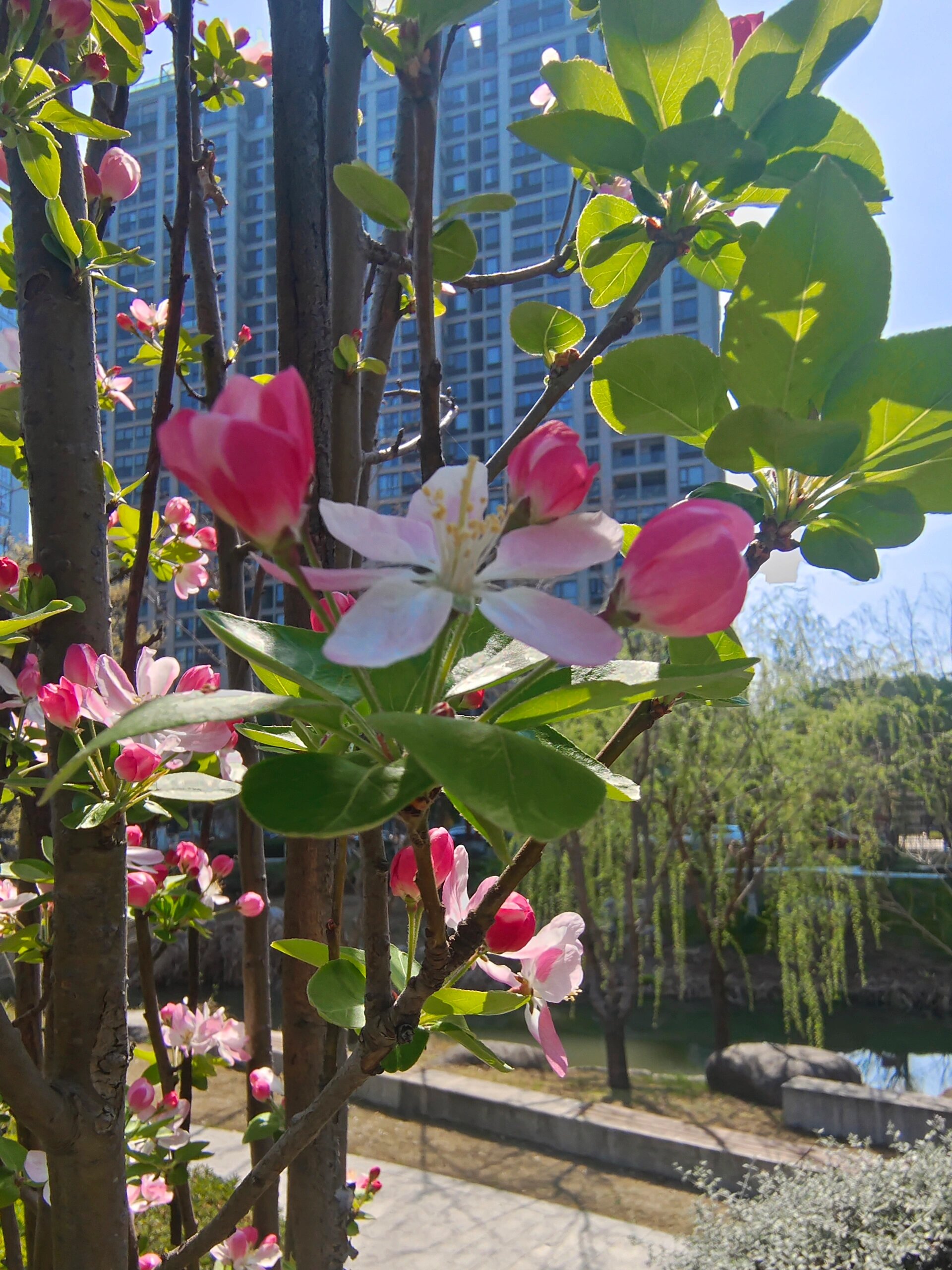 西府海棠真实图片