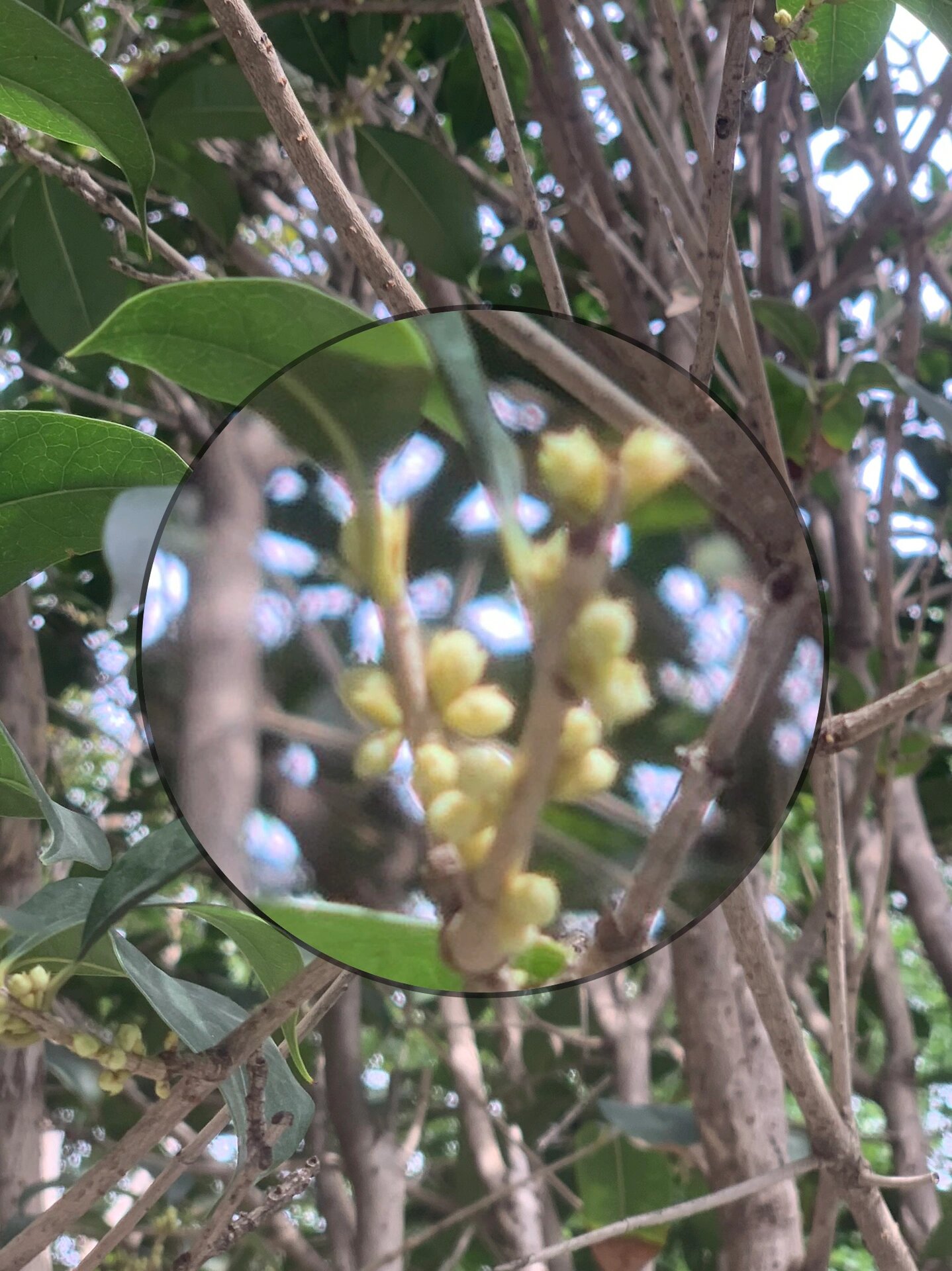 桂花开花的过程图片