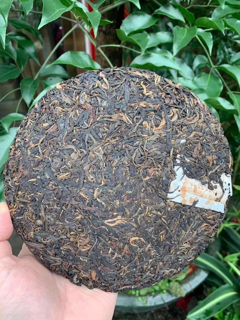 攸乐古树茶 2005年新荷号茶叶公司定制头春攸乐古树茶生饼,攸乐山被列