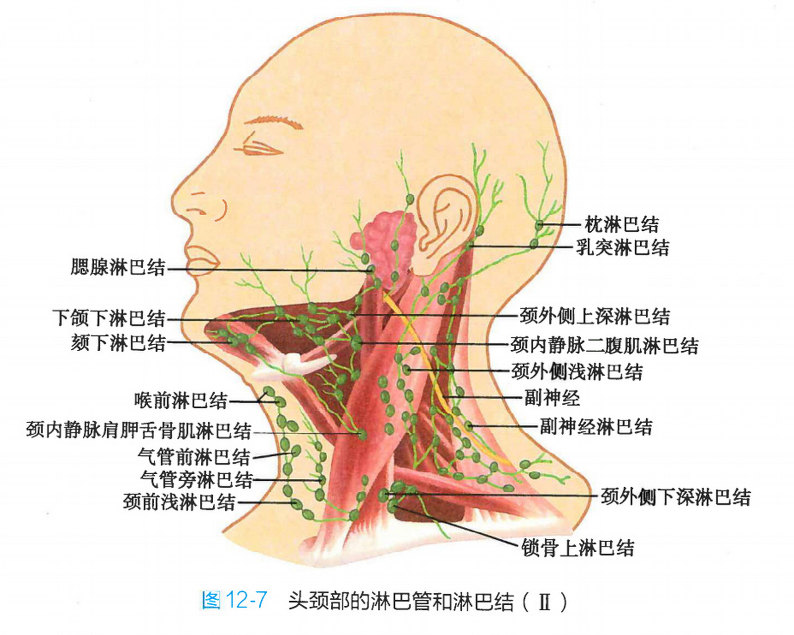 淋巴的生成及回流图图片