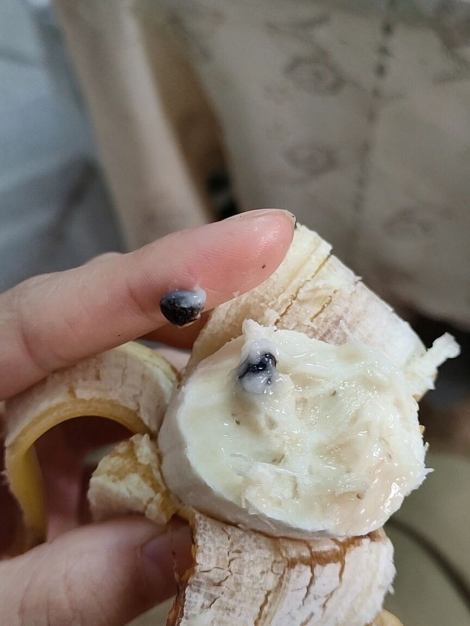 里面有这么大的黑籽,一根香蕉吃出10多颗籽