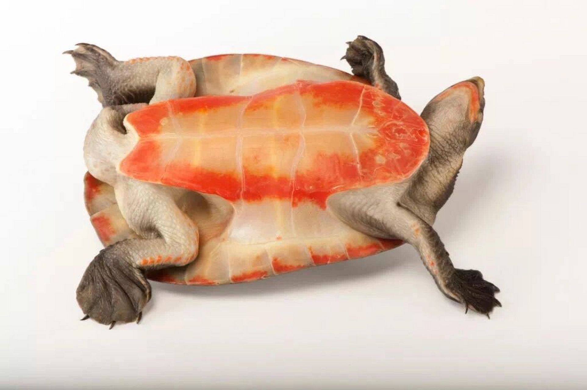 圆澳龟能长多大图片