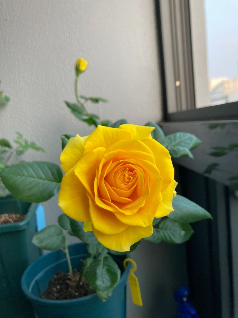 苏格兰黄油月季