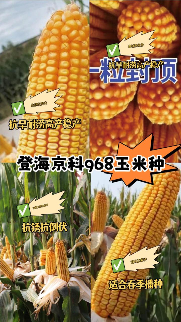 登海京科968国审矮杆大棒玉米种抗旱耐涝高产稳产抗锈抗倒伏白轴