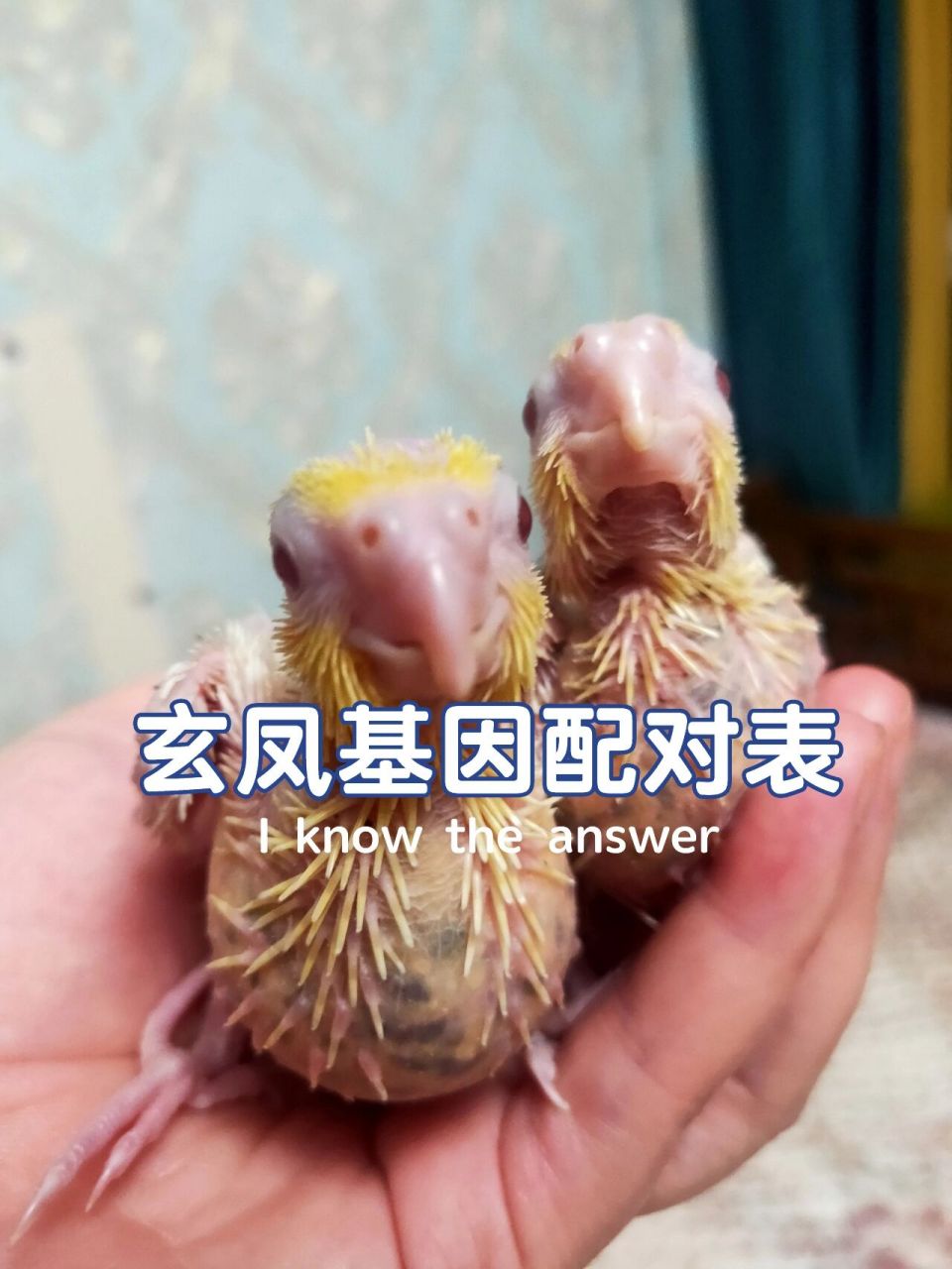 玄凤鹦鹉基因配对方式 红脸玄凤鹦鹉配对表: 玄凤鹦鹉品种太多了,常见