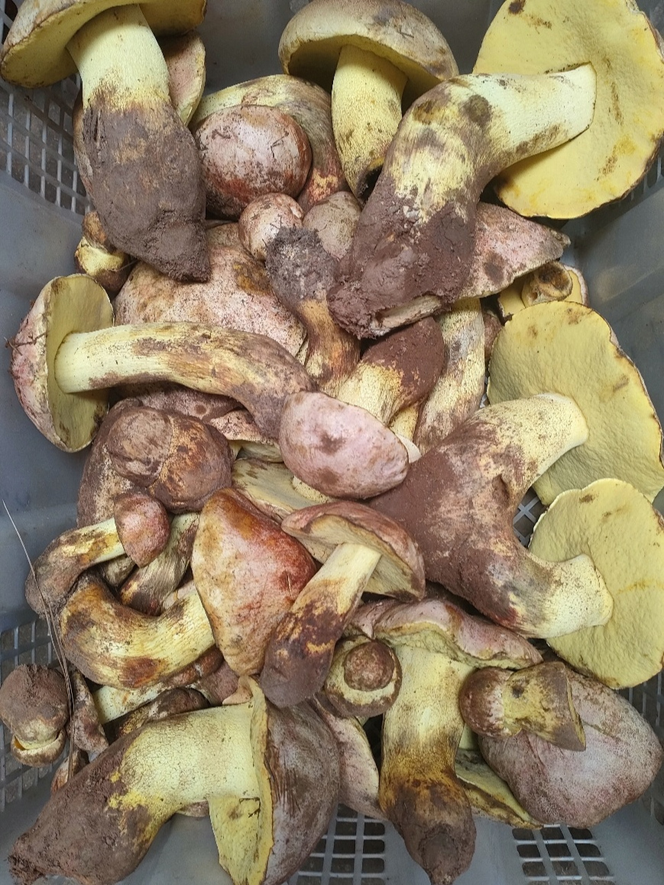 云南野生菌之白葱(桃红牛肝菌) 白葱牛肝菌是世界著名食用菌,日本皇家