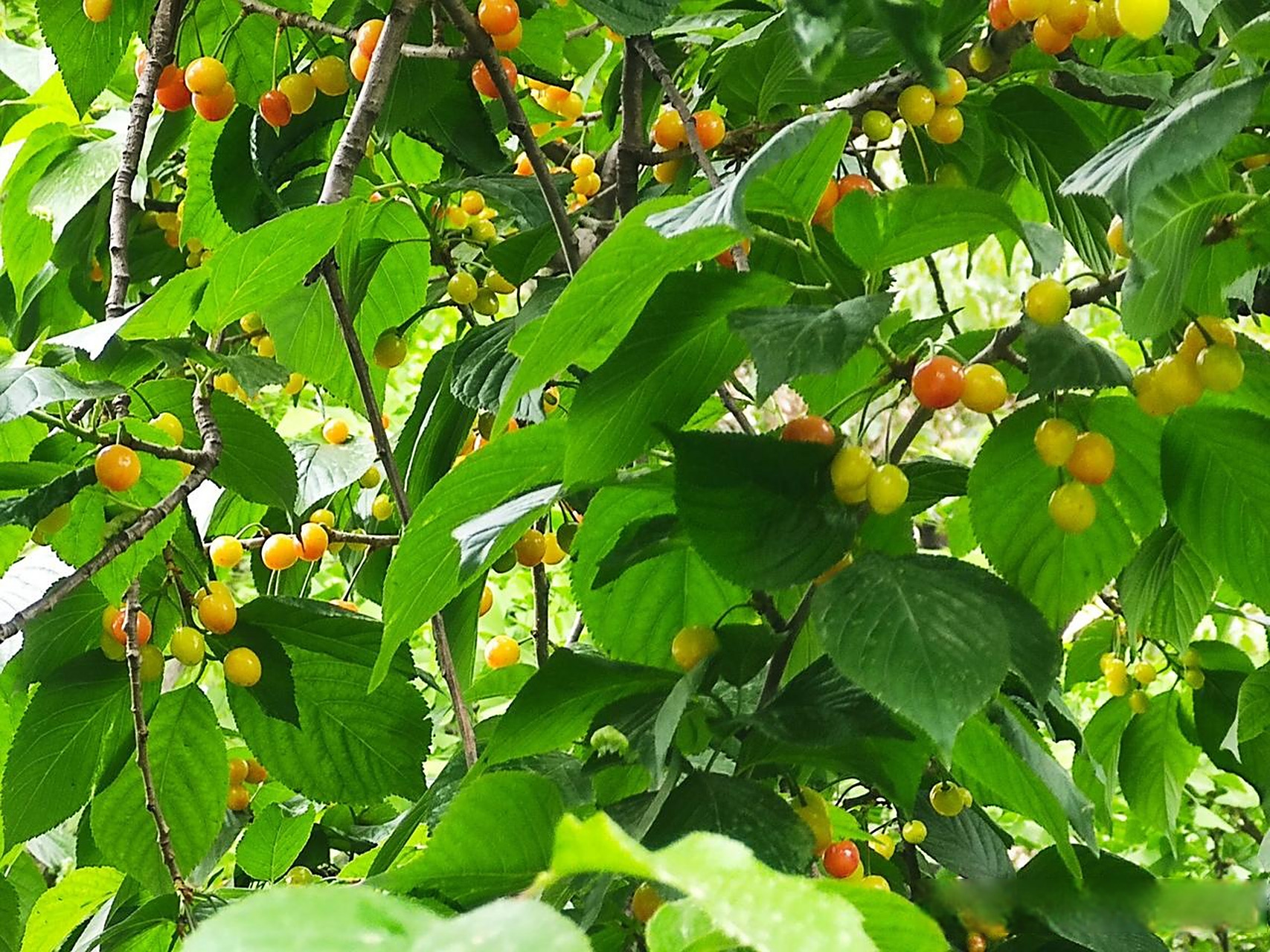 路过高新路,路边的一棵樱桃树上,果实累累,小小的樱桃竟然红了!