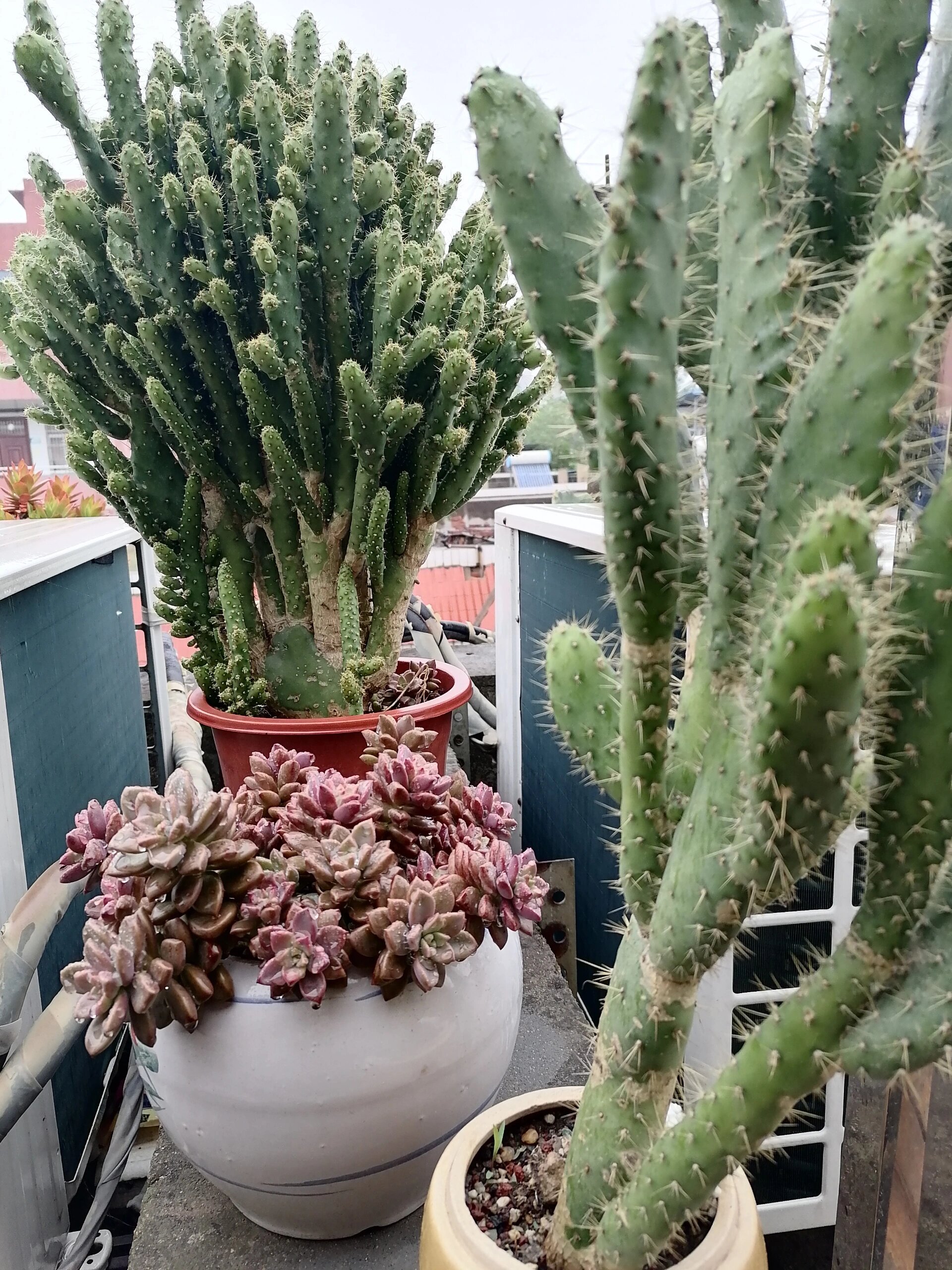 多肉:姬珊瑚 姬胧月 万圣节 仙人球