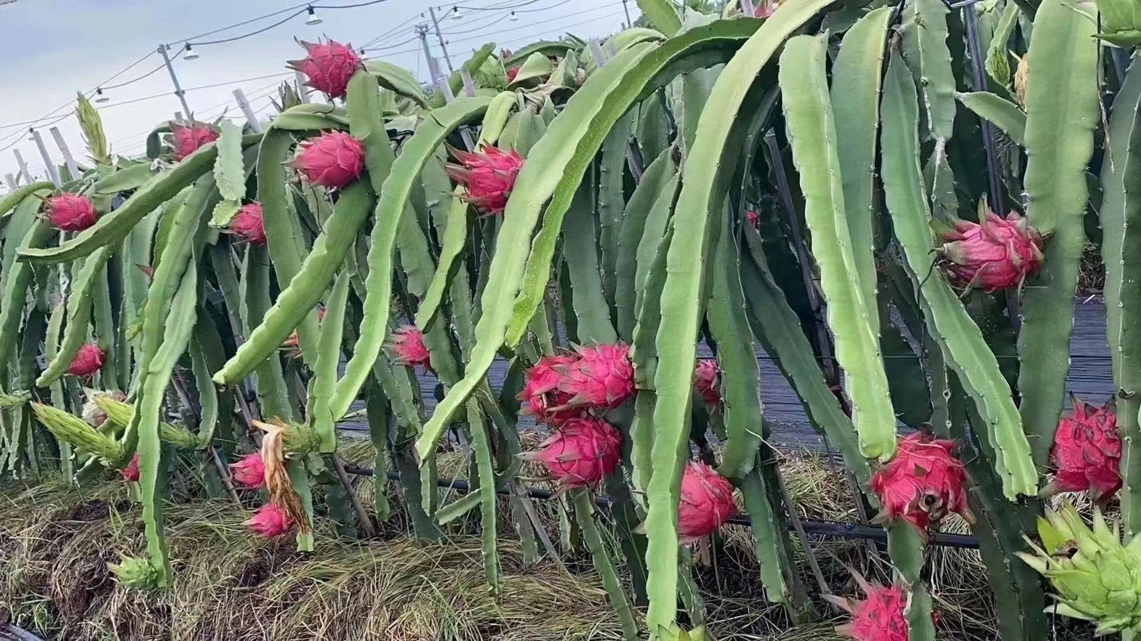 火龙果树原来长这样 北方人第一次见火龙果树,原来火龙果是这样长出来